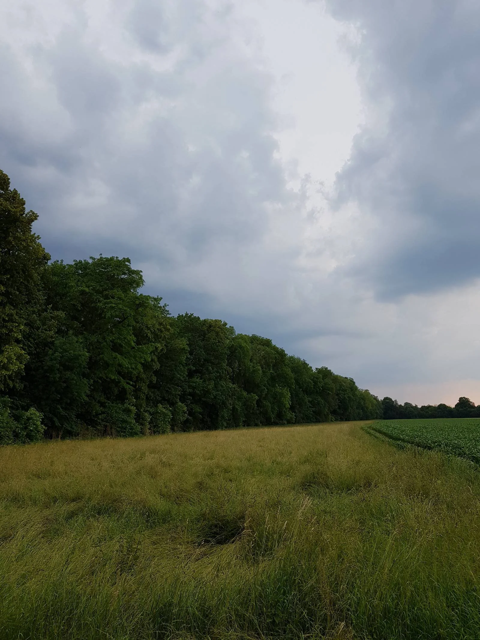 Grünes Feld mit Bäumen im Hintergrund und einem bewölkten Himmel