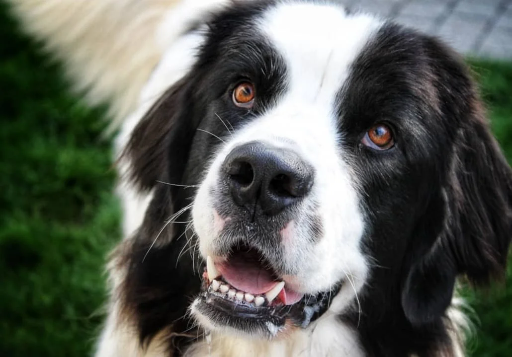 Nahaufnahme eines Hundes mit schwarzem und weißem Fell, braunen Augen und offenem Maul auf grünem Gras.