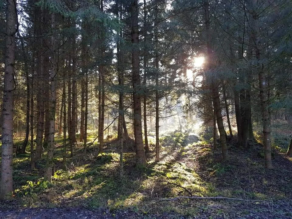 Sonne scheint durch einen dichten Wald aus Nadelbäumen, Lichtstrahlen filtern durch die Baumkronen und beleuchten den moosbedeckten Waldboden.
