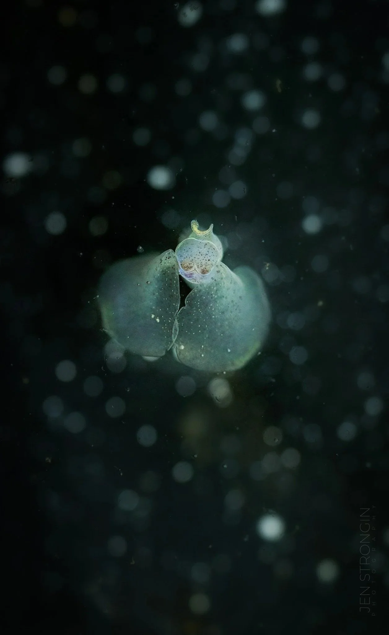 underwater sea slug