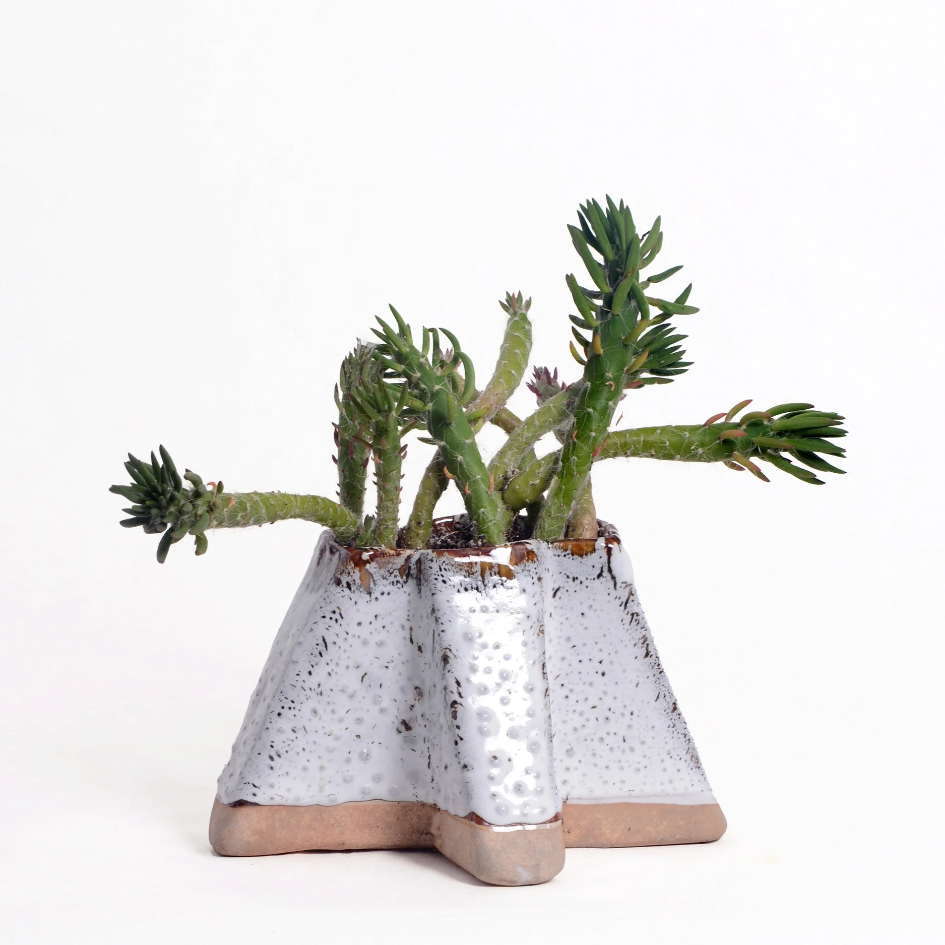 Spotted planter.jpg