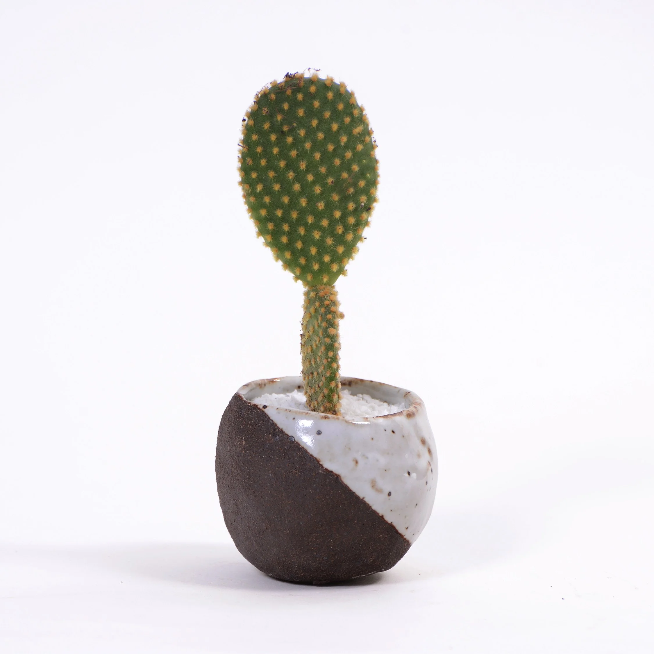 Med pot cactus slant.jpg
