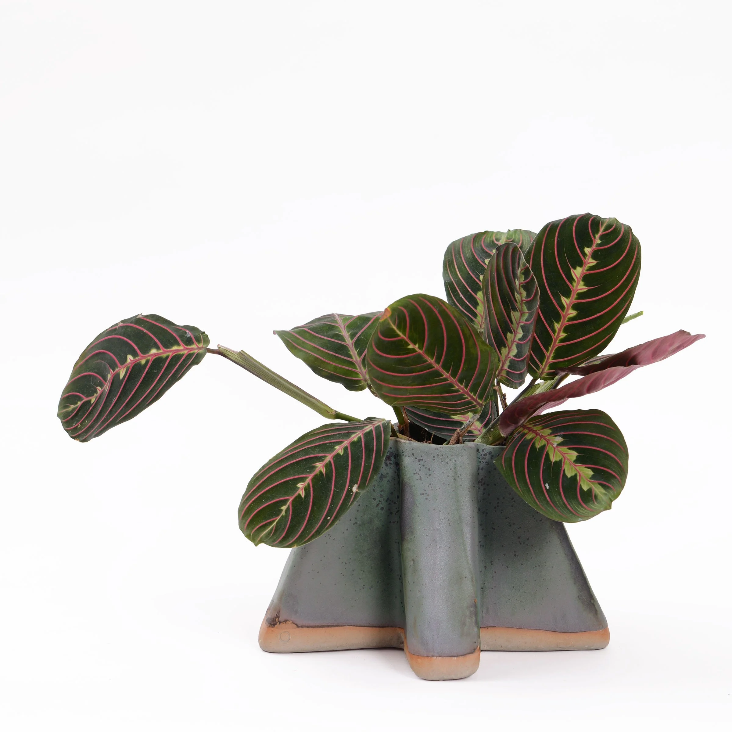 Maranta web.jpg