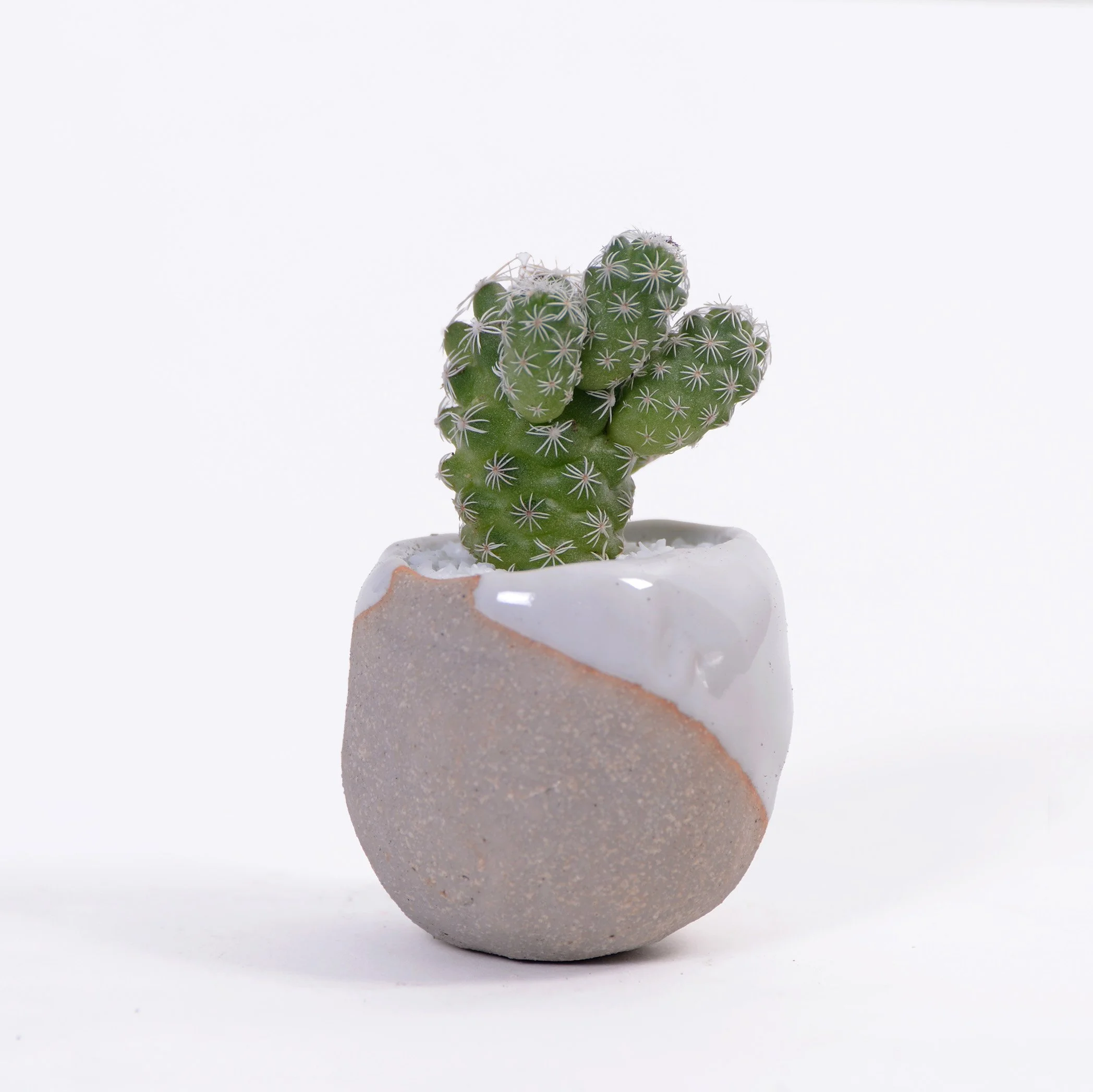   CACTUS SLANT web .jpg