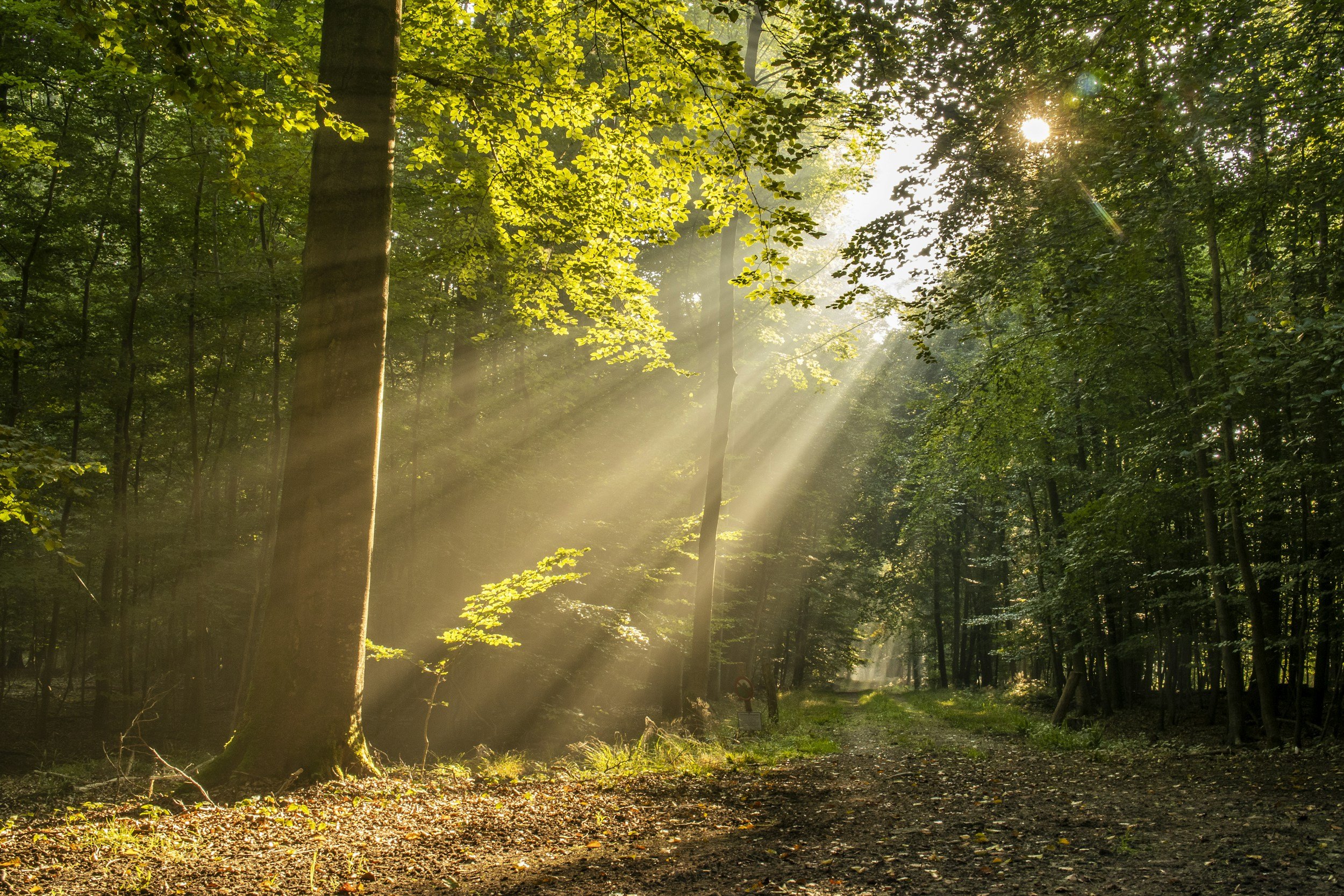 Sunlight filters through the dense green leaves of a forest