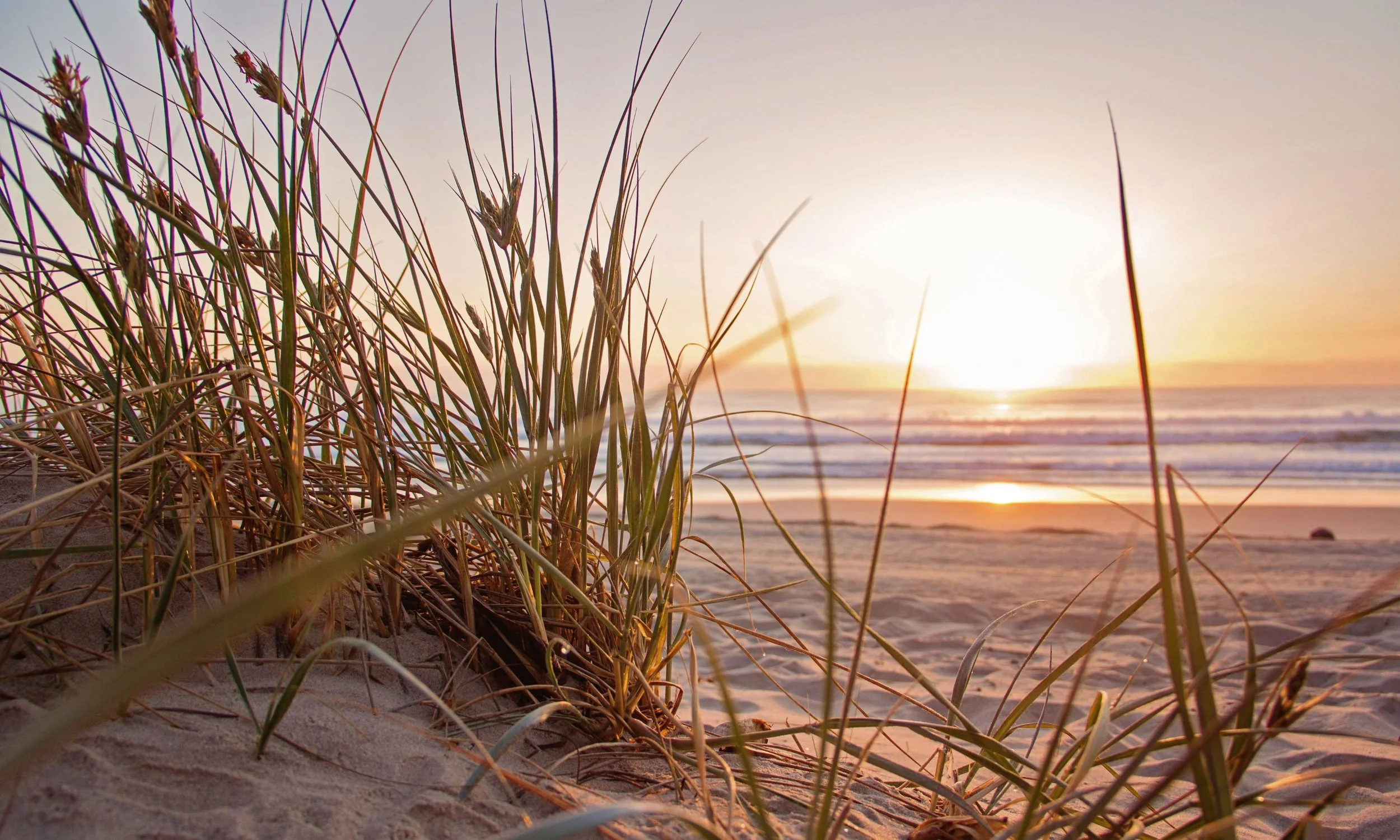 Beach grass growing in sandy dunes at sunrise, with the ocean and golden sunlight in the background.