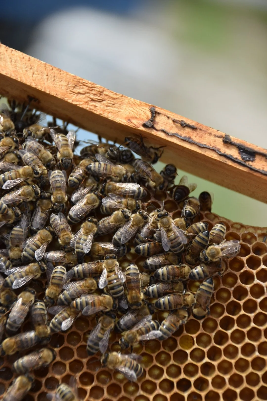 Close-up of honeybee colony on honeycomb with a wooden frame.