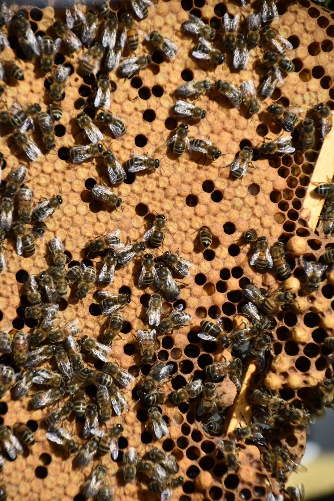 Close-up of honeybee bees working on a honeycomb frame inside a beehive.