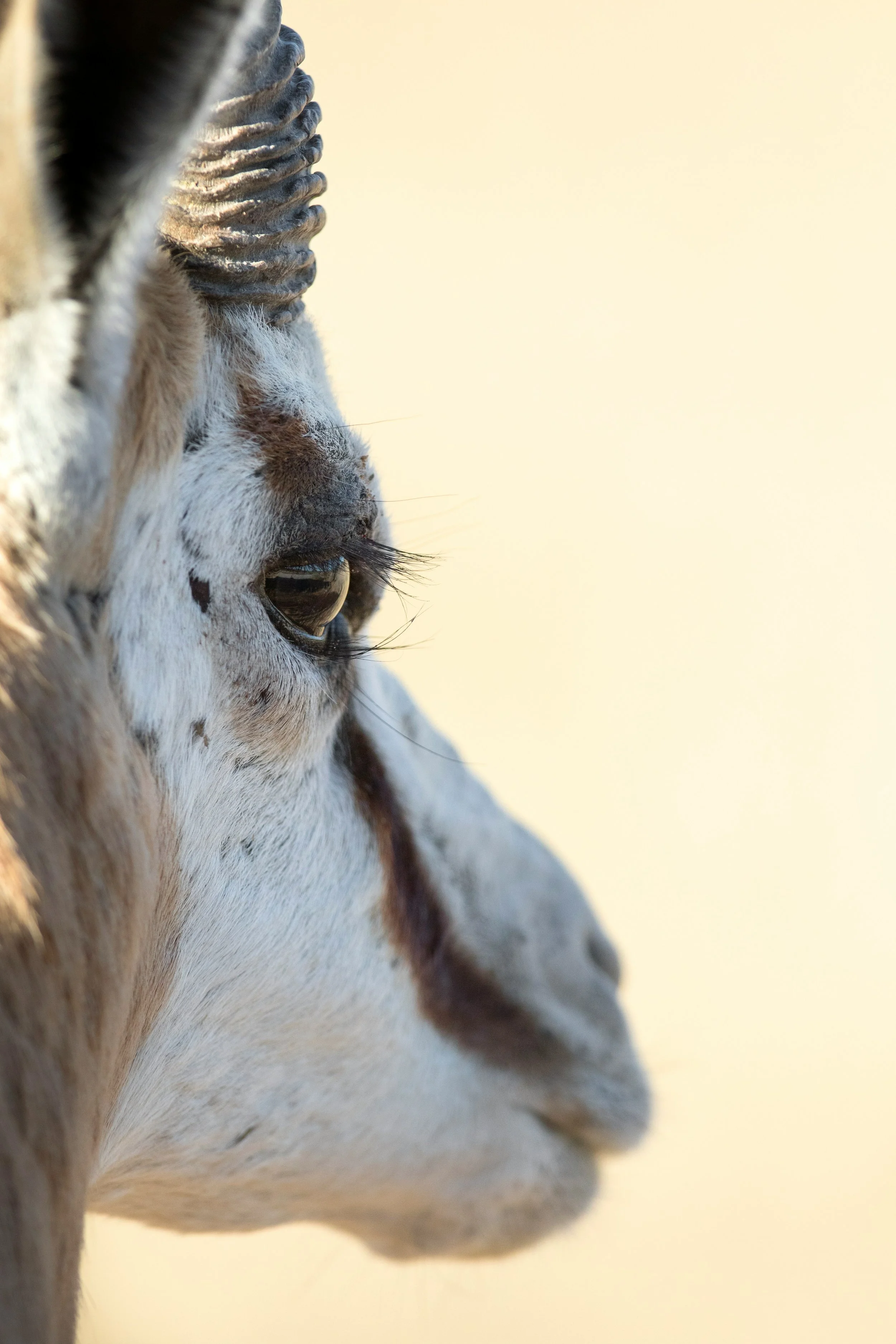 Close-up of an antelope's face, focusing on its eye, part of its mane, and white and black fur, against a blurred yellow background.