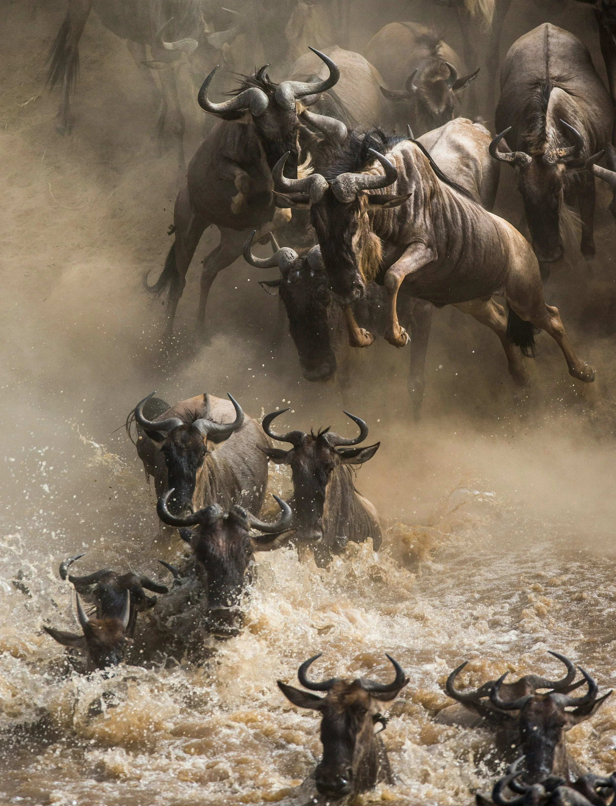 A herd of wildebeests running through a dusty, muddy waterhole, kicking up splashes and dust, with some wildebeests partially submerged in the water.