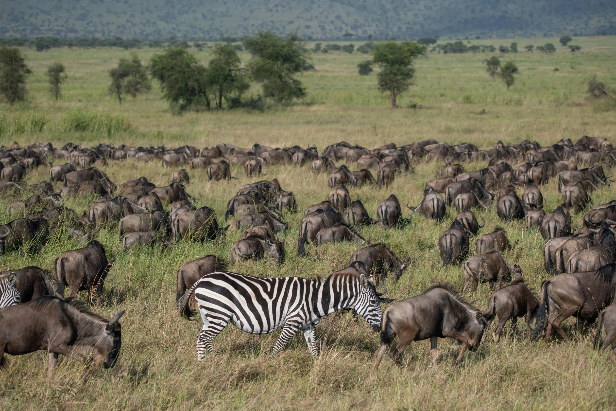 A large herd of wildebeest and a zebra grazing on a grassy plain with sparse trees and distant mountains in the background.