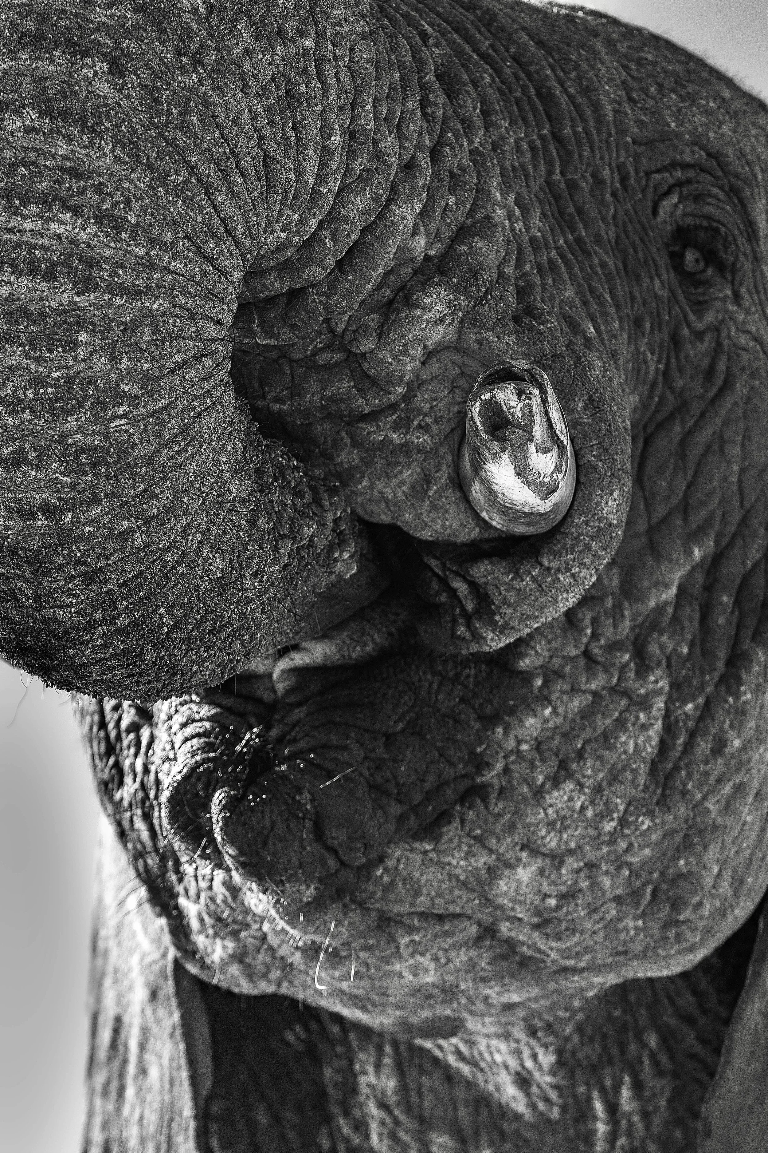 A close-up black and white photograph of an elephant's face, showing detailed wrinkled skin, a large eye, and a visible white tusk.