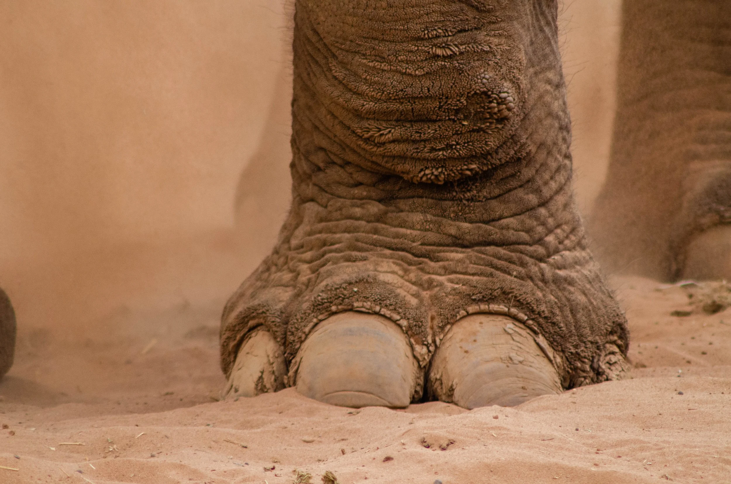Close-up of the feet and lower legs of an elephant, showing textured gray skin and large, cracked, ivory-colored toenails, standing on sandy ground.