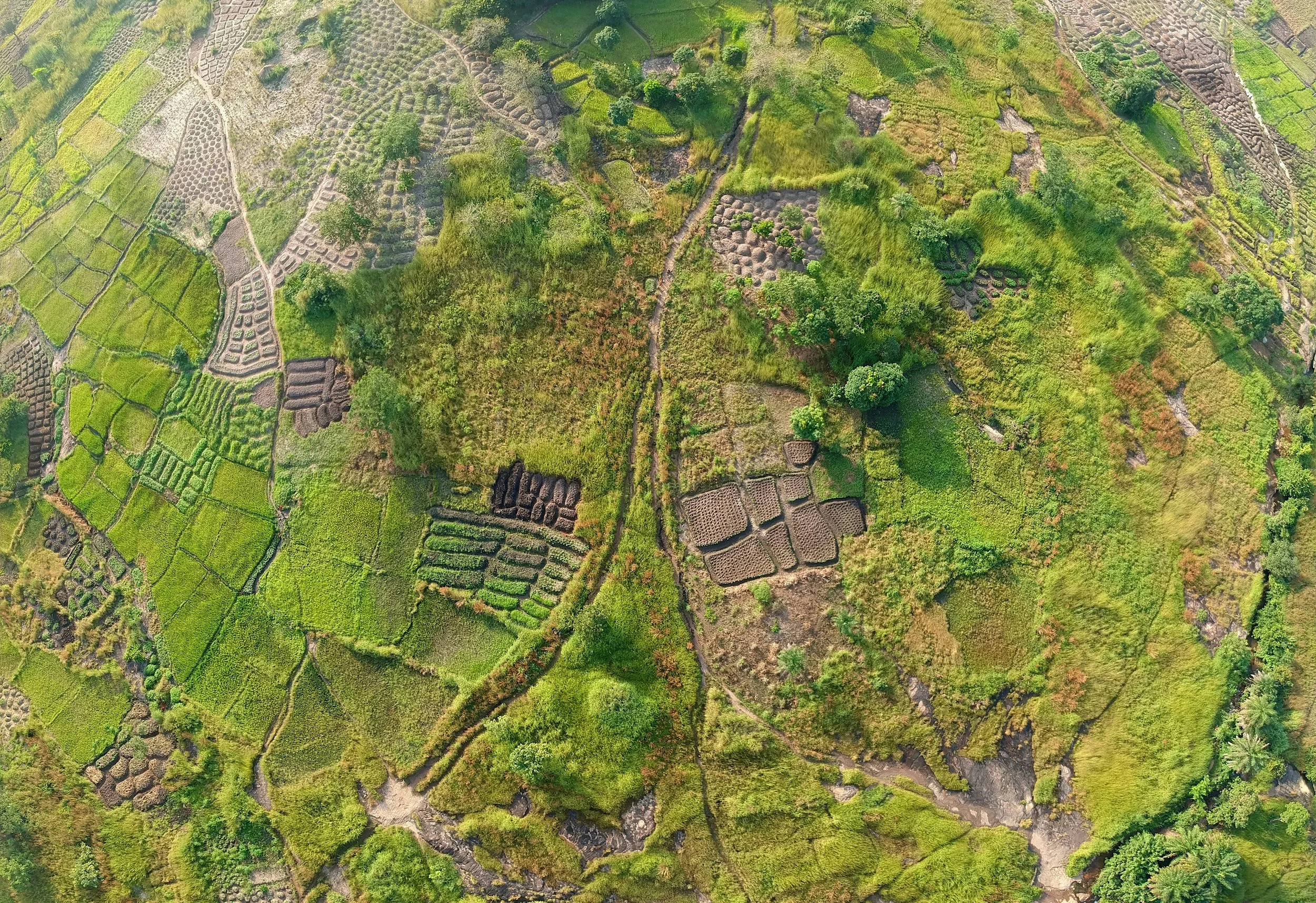 Aerial view of green terraced agricultural fields with trees and pathways, in Africa