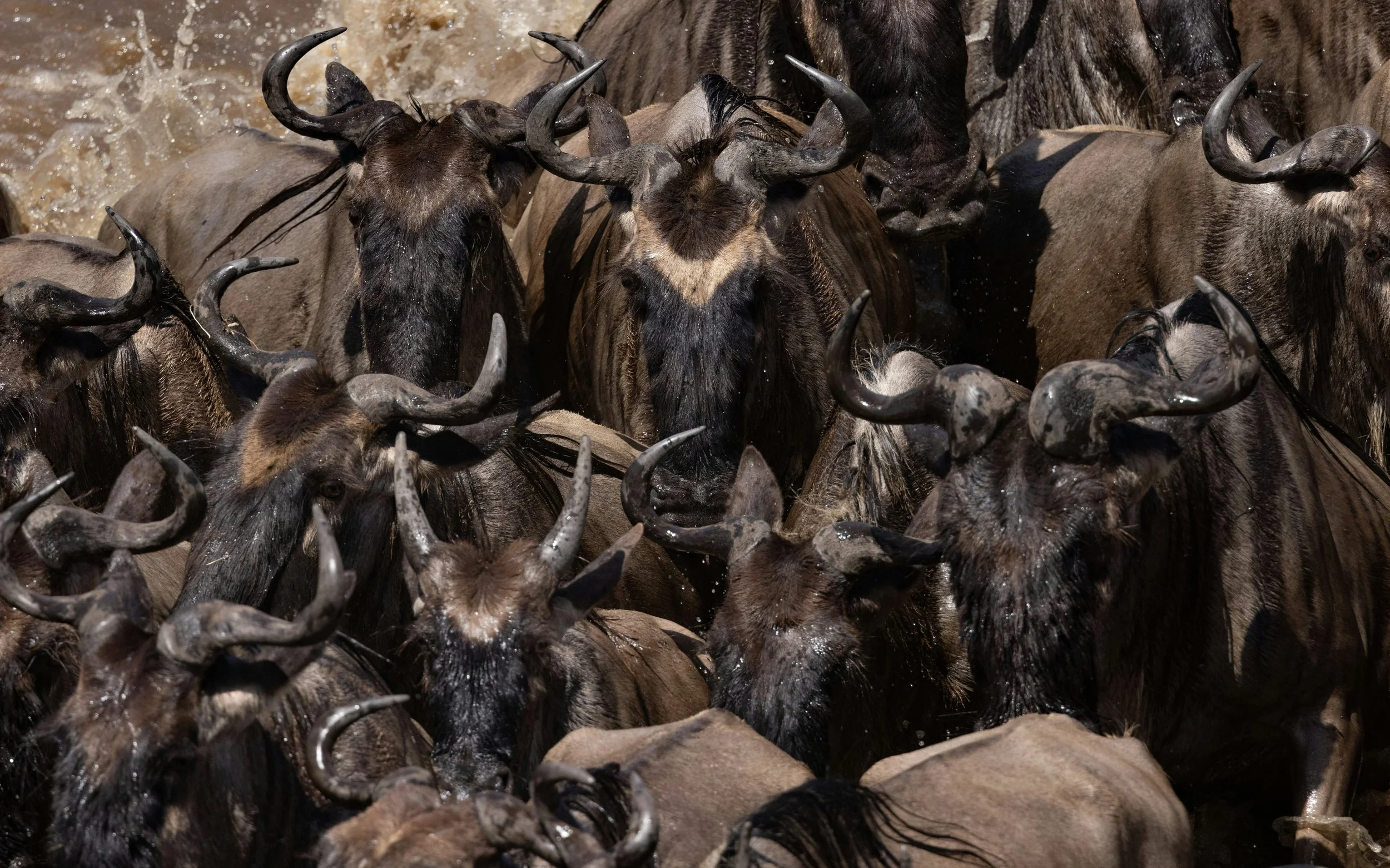 Group of wildebeests running through water, splashing water around, captured in motion.