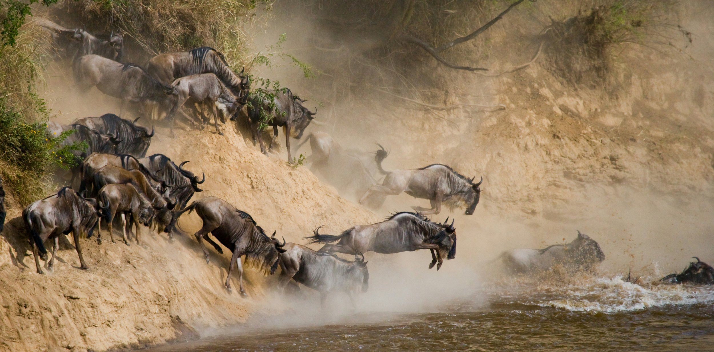 A group of wildebeests crossing a dusty riverbank during a migration.