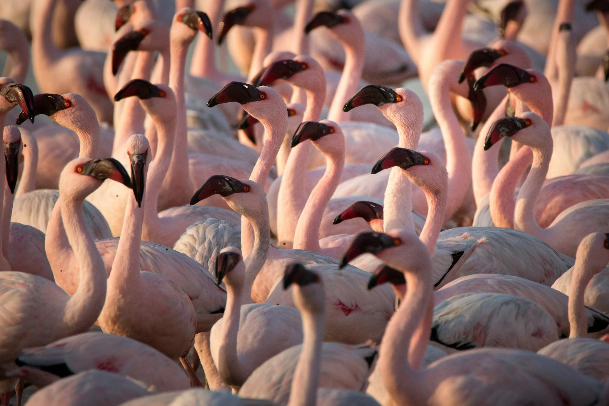A large flock of pink flamingos with black-tipped beaks and orange eyes, densely packed together, with some of their long necks and legs visible.