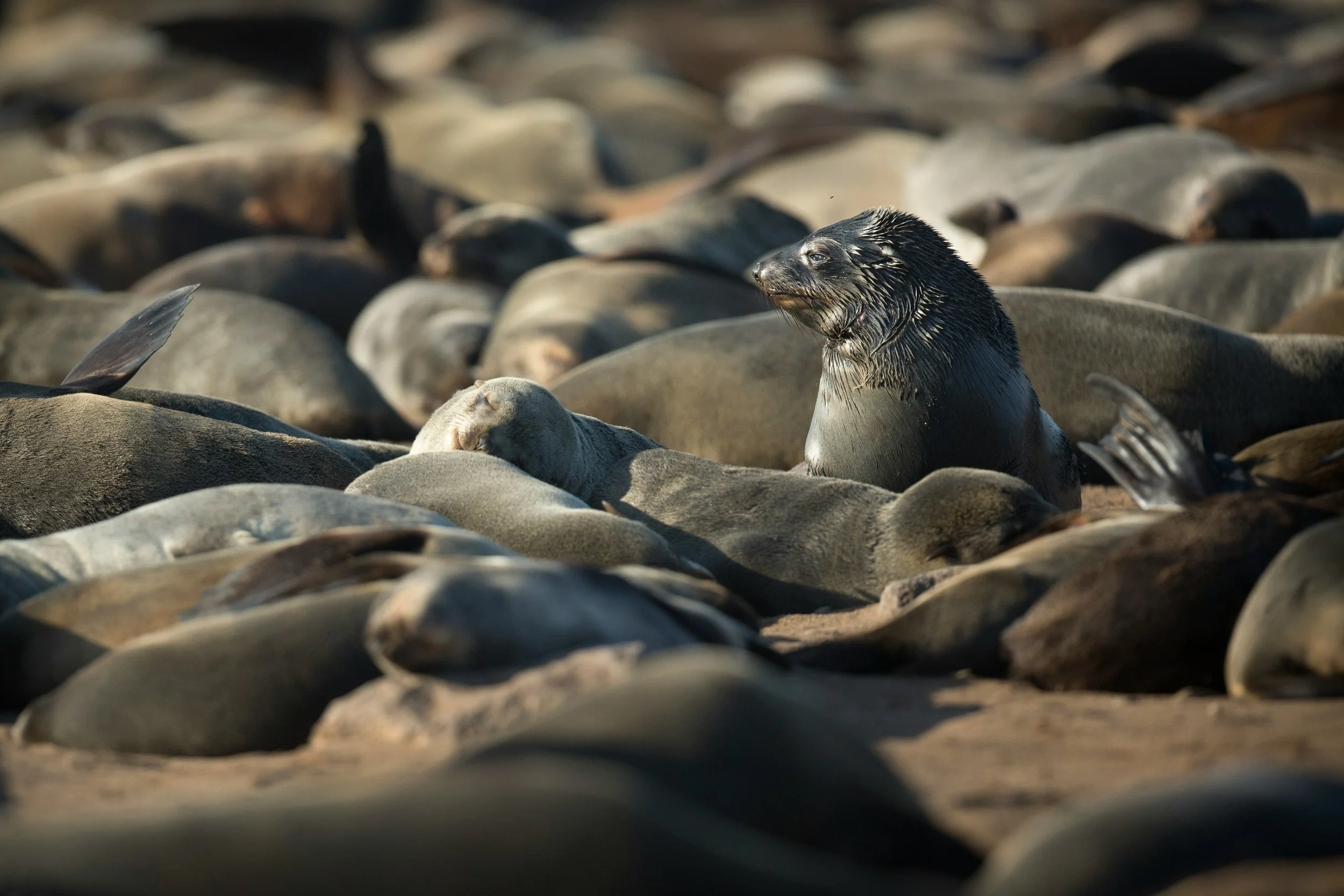 A group of seals lying on a rocky beach, with one seal sitting upright and looking to the side.