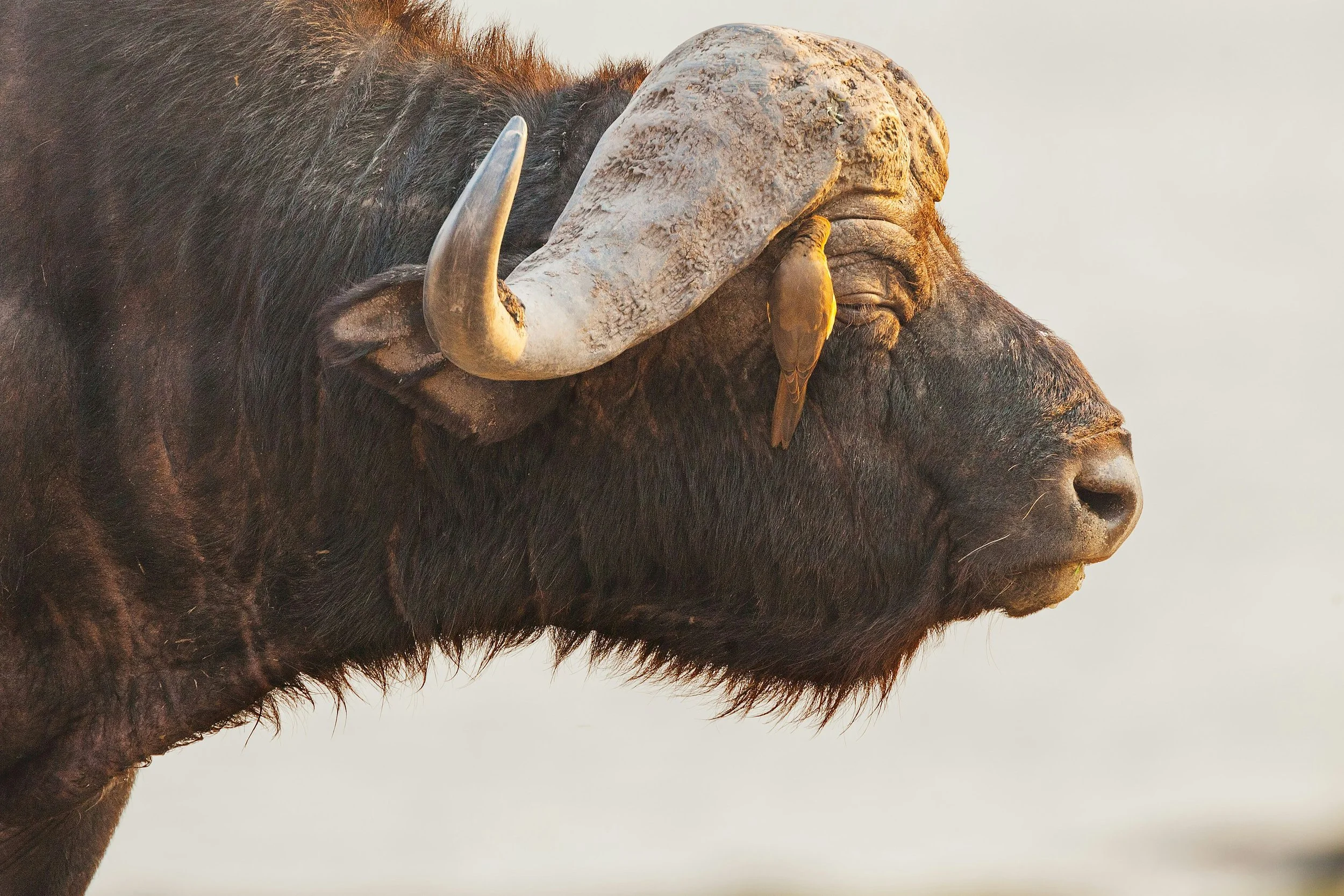 Close-up of a buffalo's face, horn, and a bird perched on its fur.
