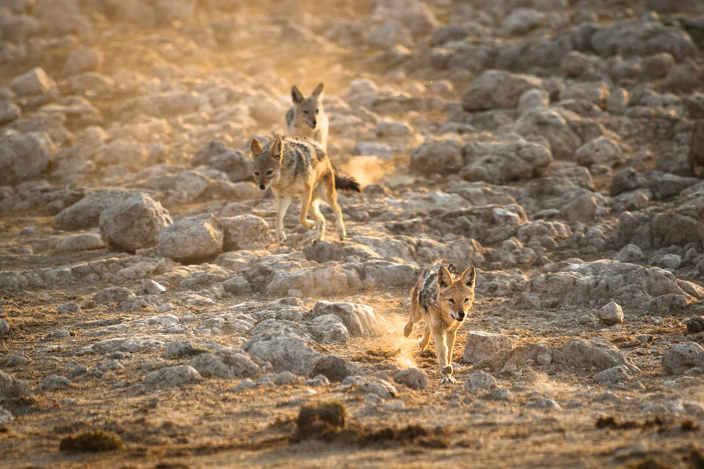 Three jackal pups running on rocky terrain during sunset.