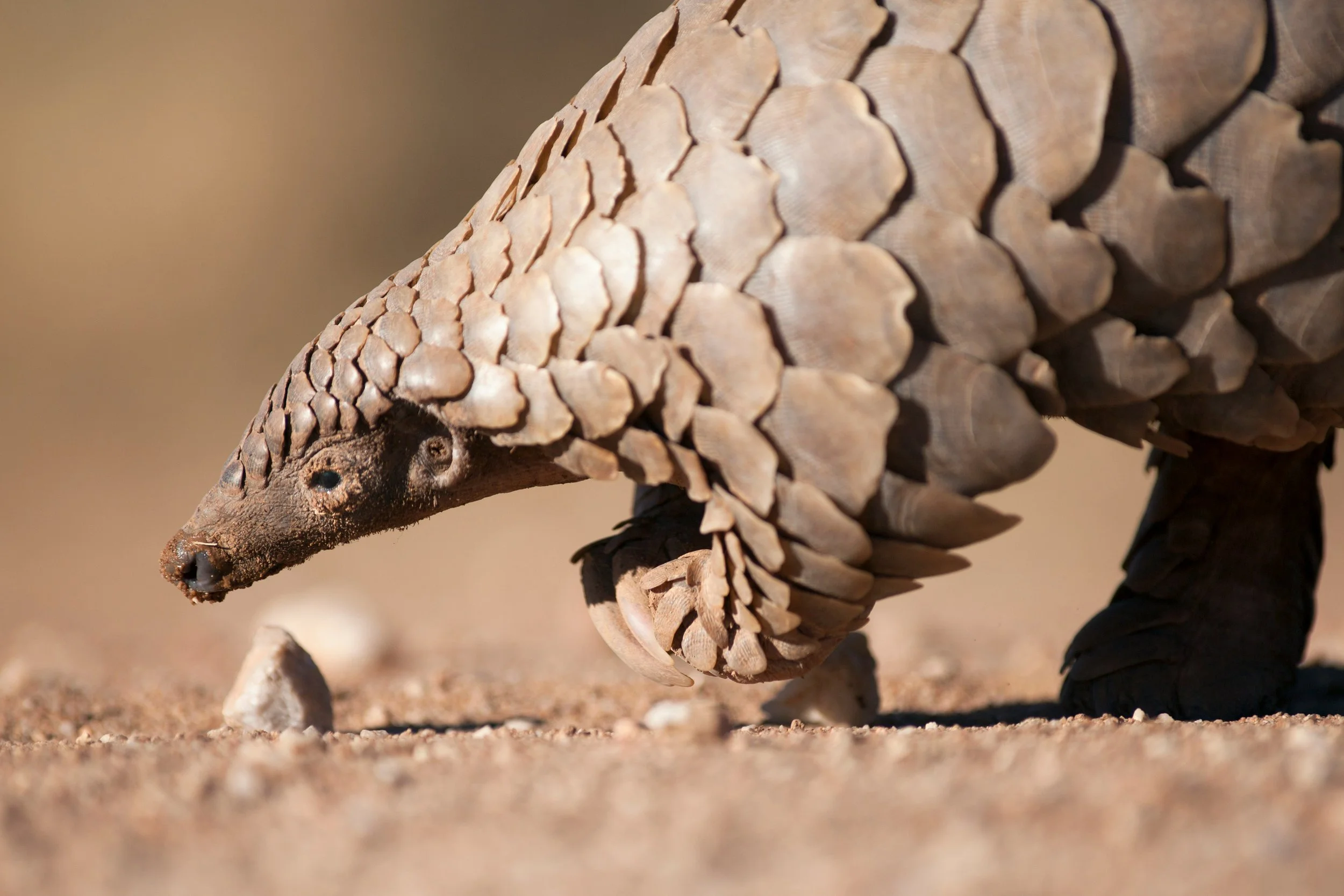 Close-up of a pangolin on the ground in a desert environment with sandy soil.