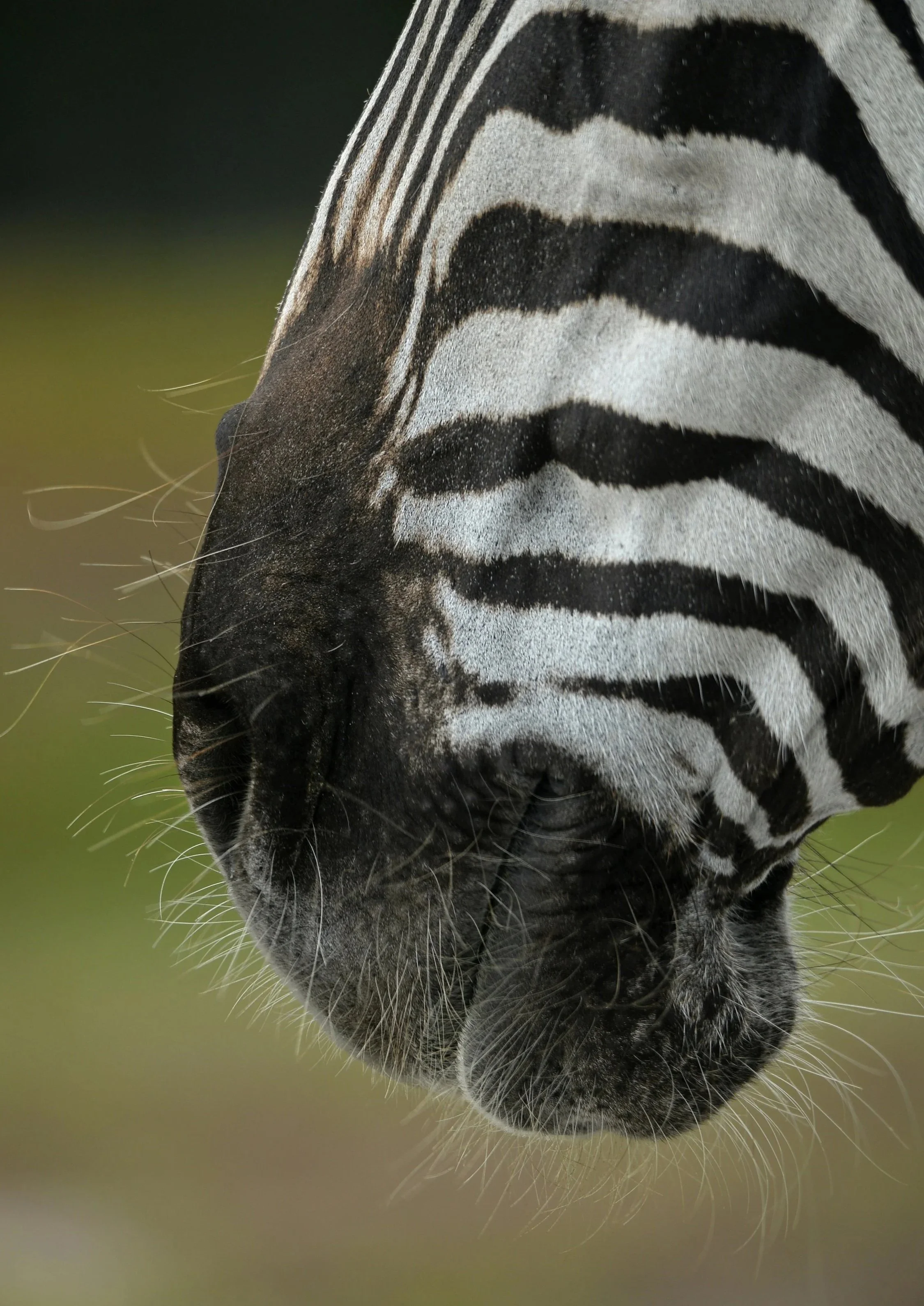 Close-up of a zebra's face with black and white stripes, whiskers, and a blurred green background.