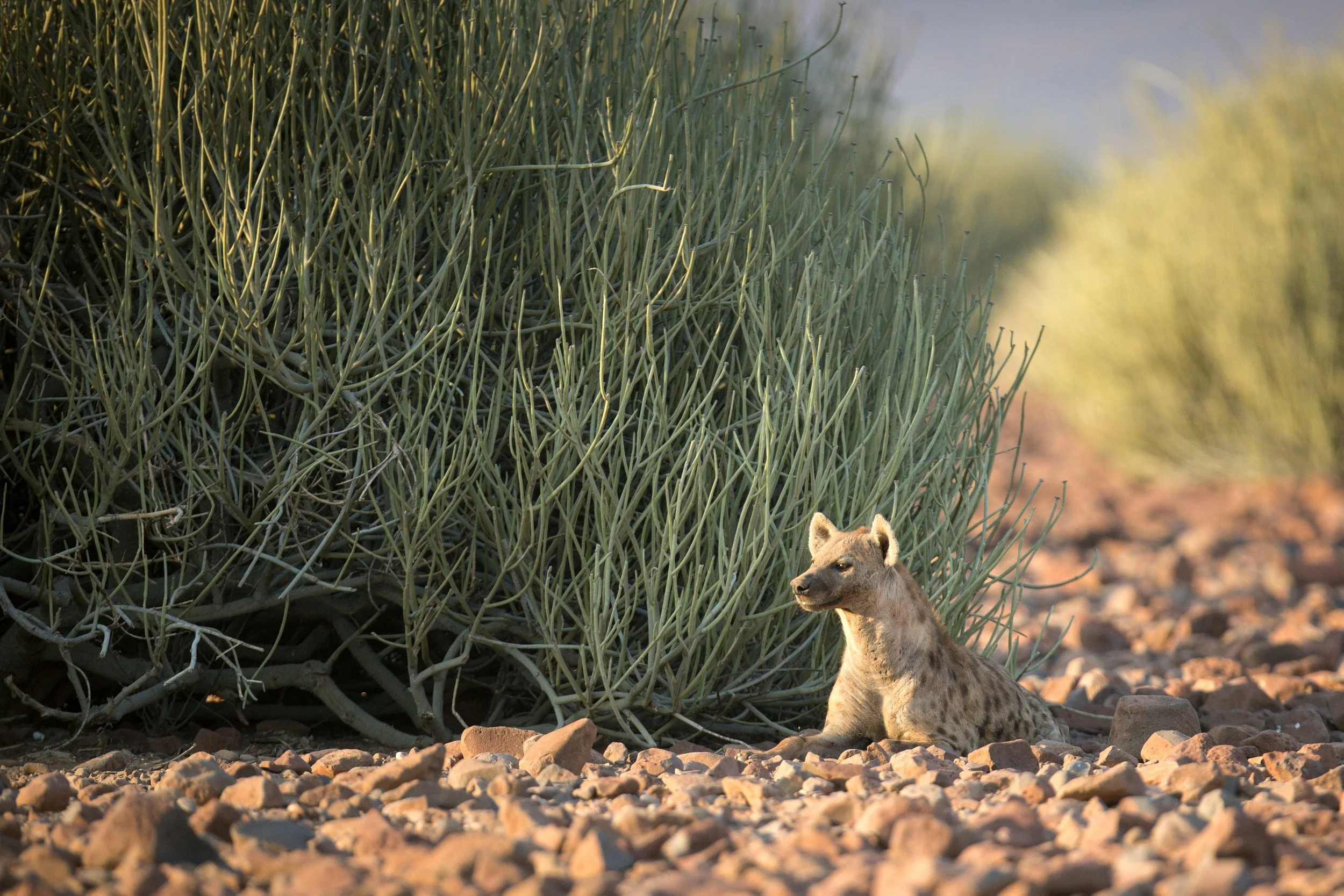 A hyena resting on rocky ground near desert shrubs and plants in the background.
