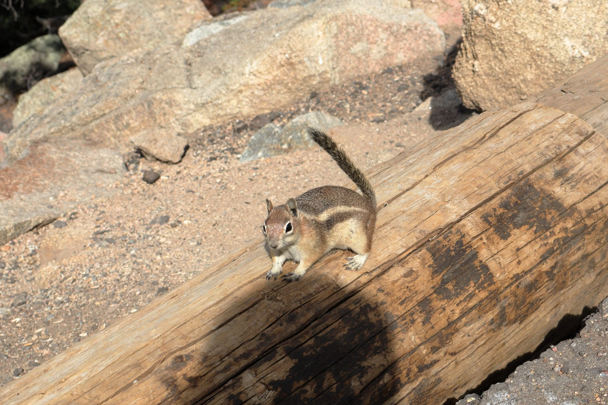 Photo ID: SMOL-002