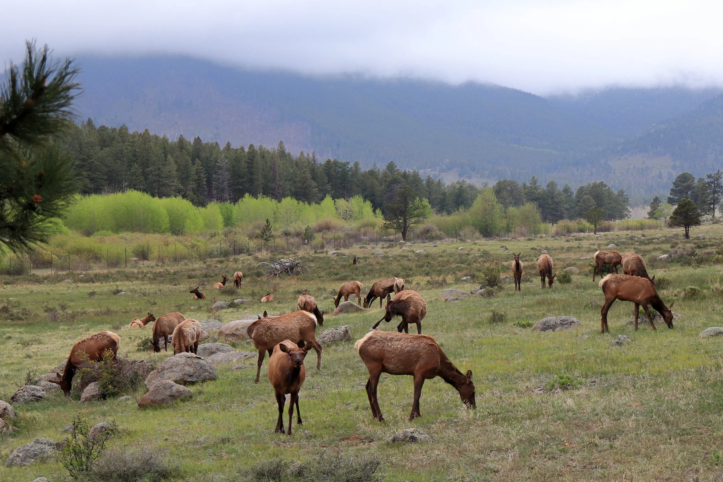 Photo ID: ELK-017