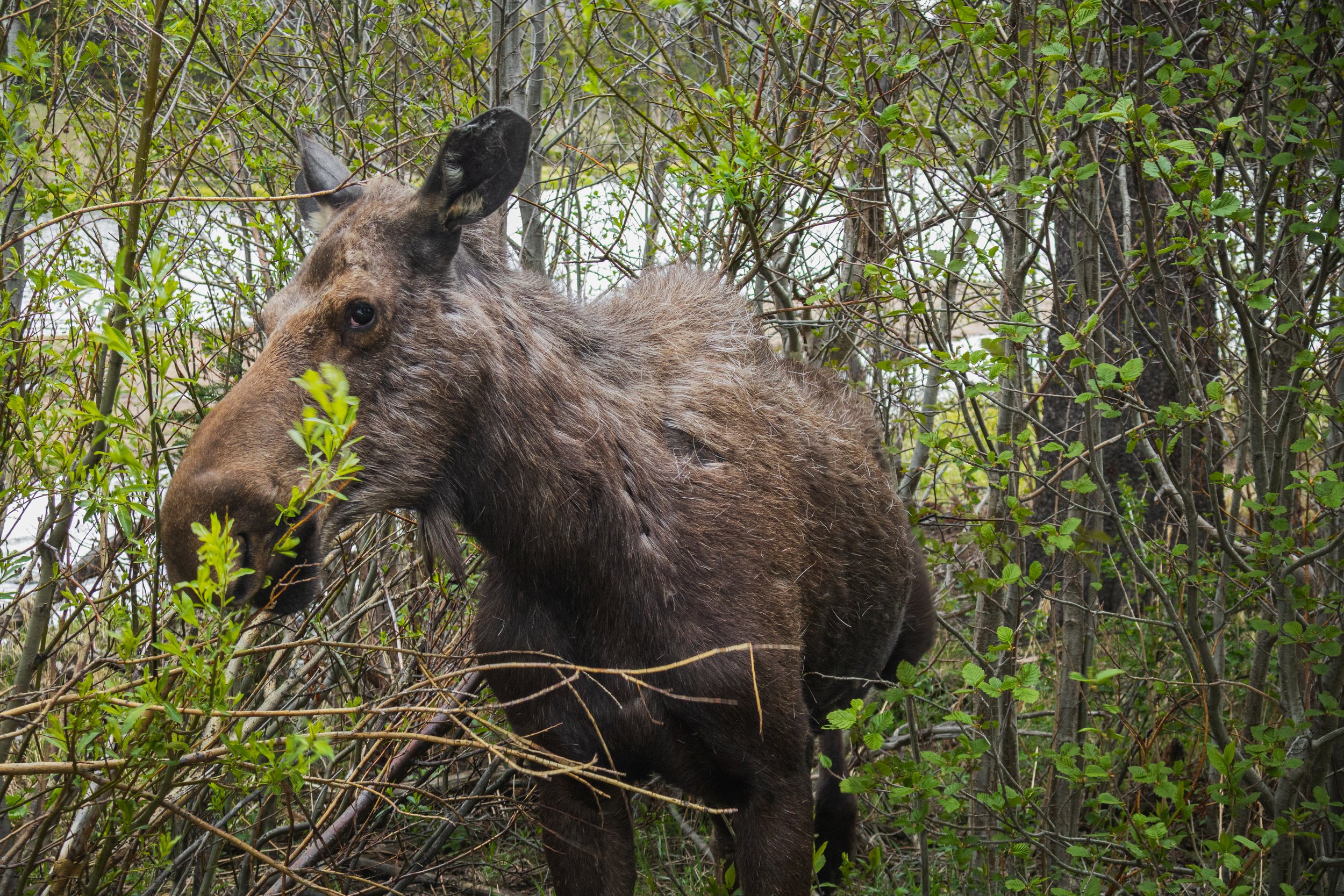 Moose