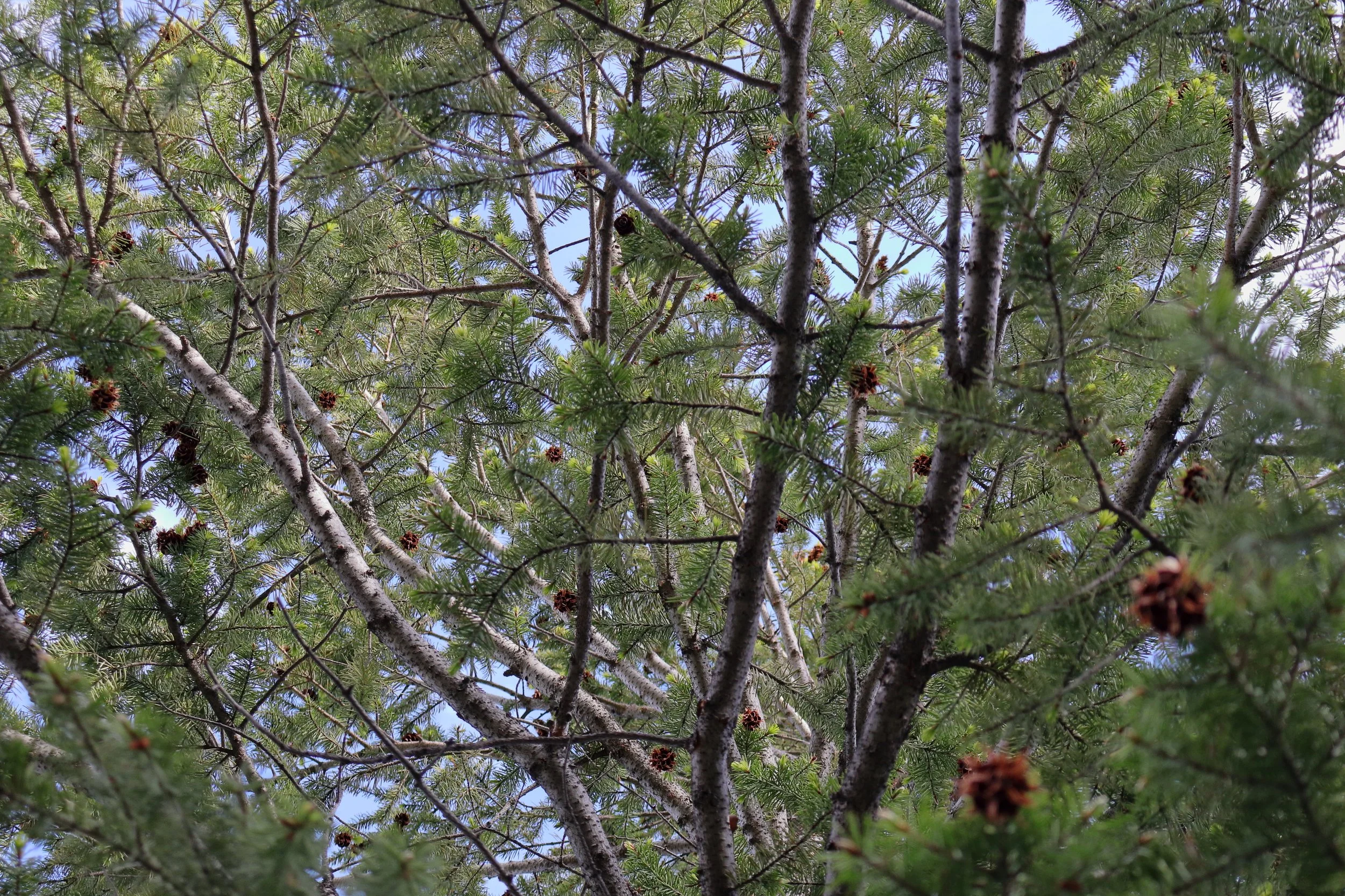 Woodland