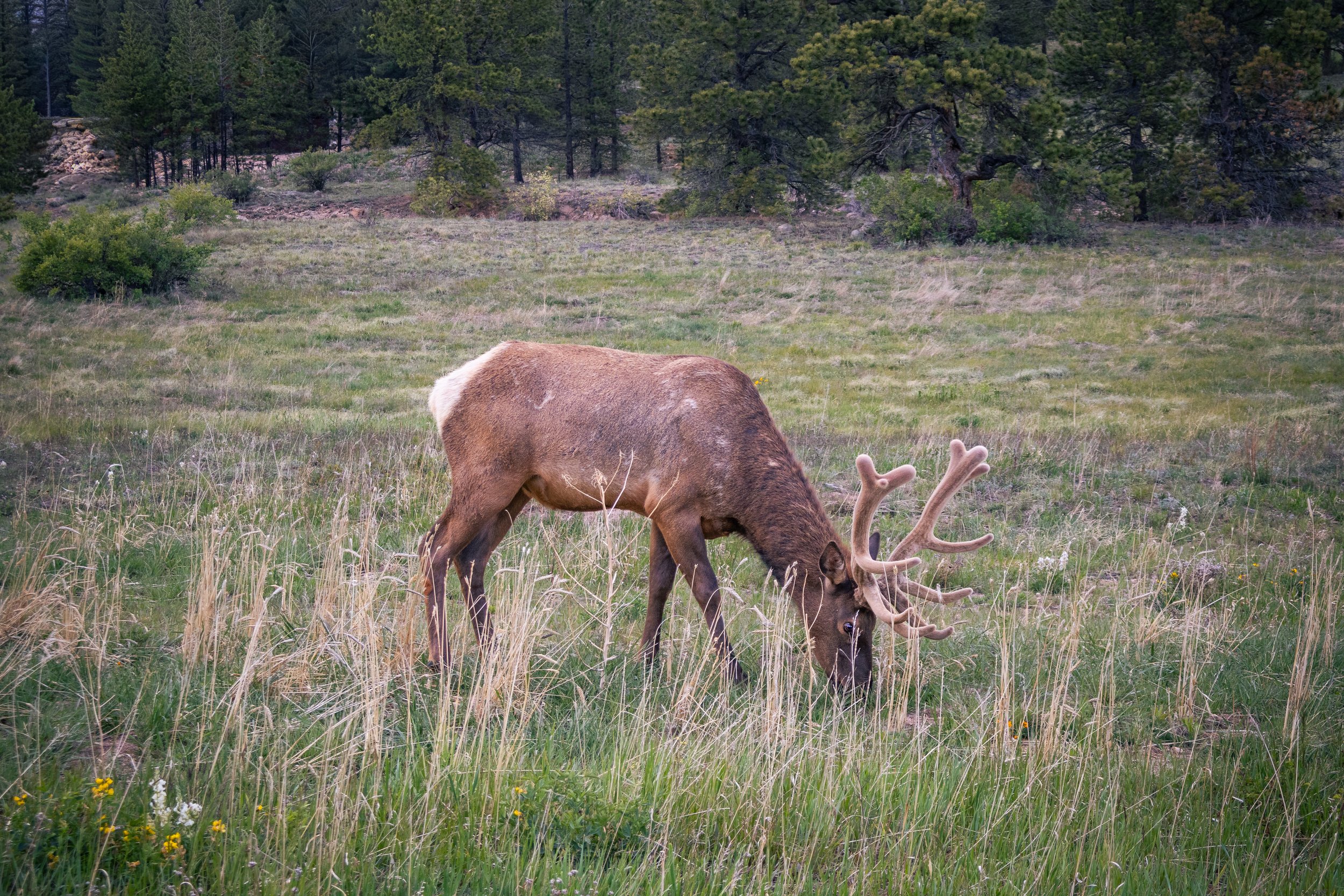 Photo ID: ELK-009