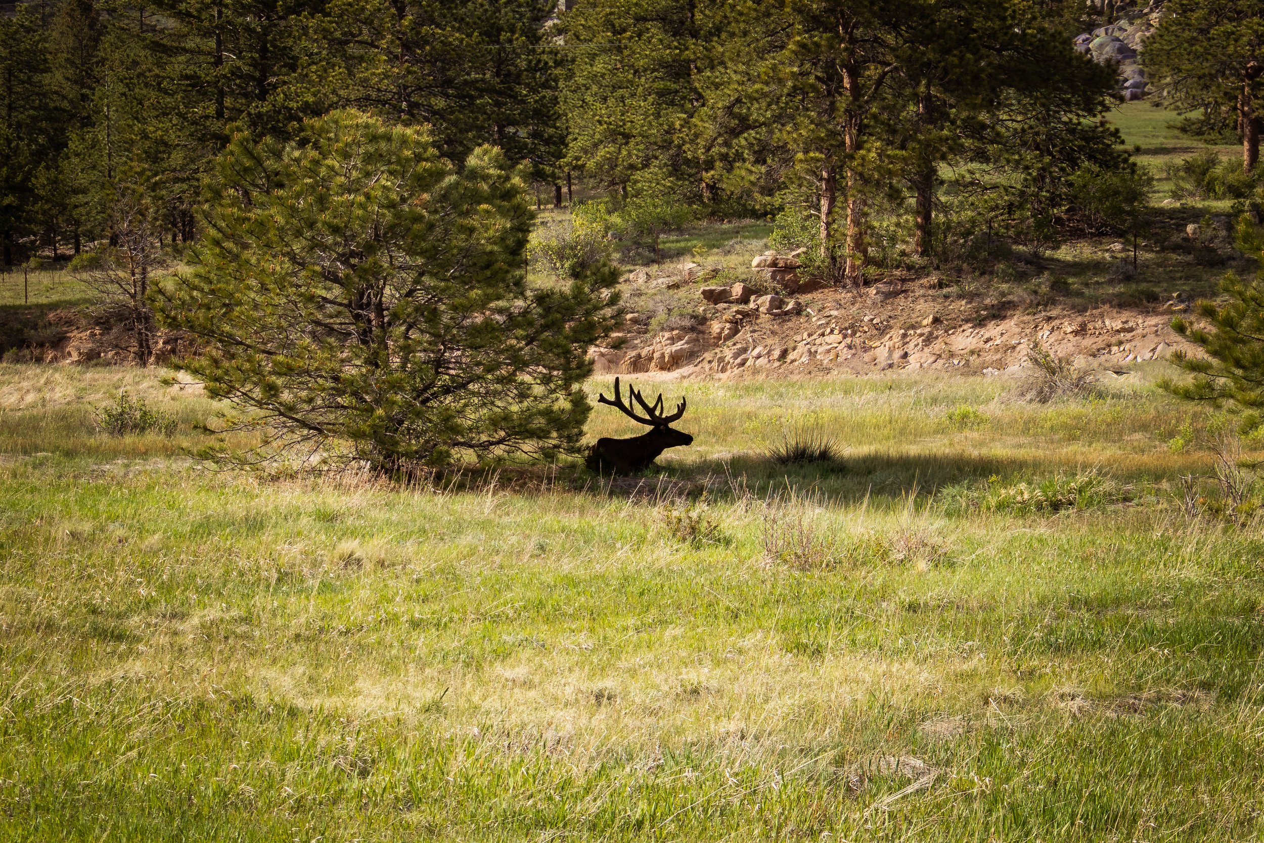 Photo ID: ELK-004