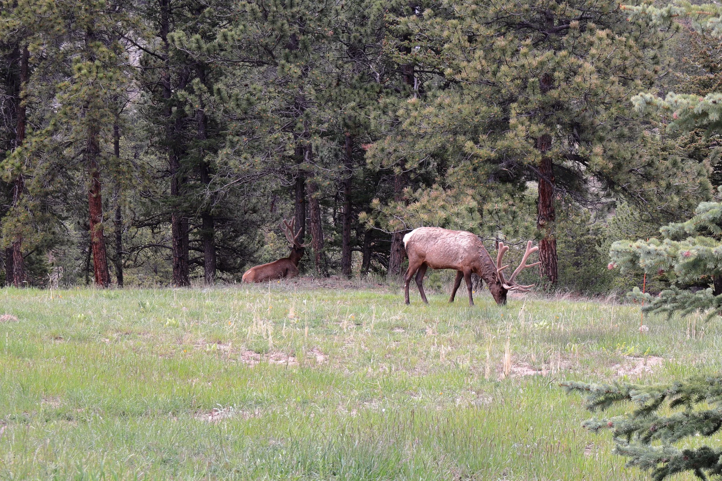 Photo ID: ELK-020