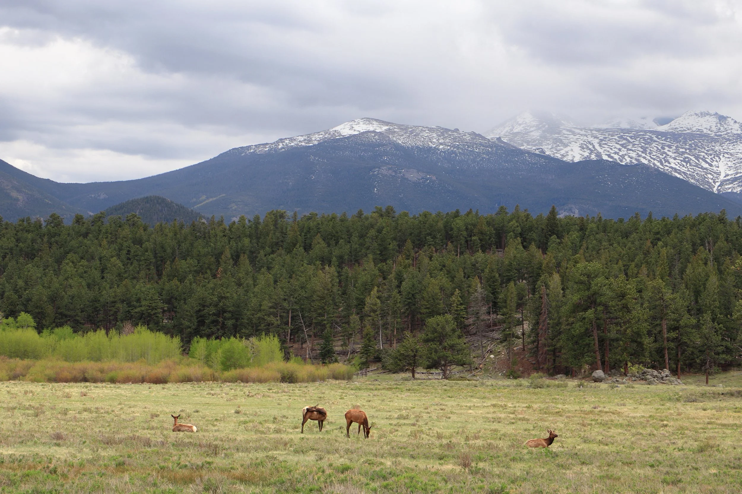 Photo ID: ELK-002