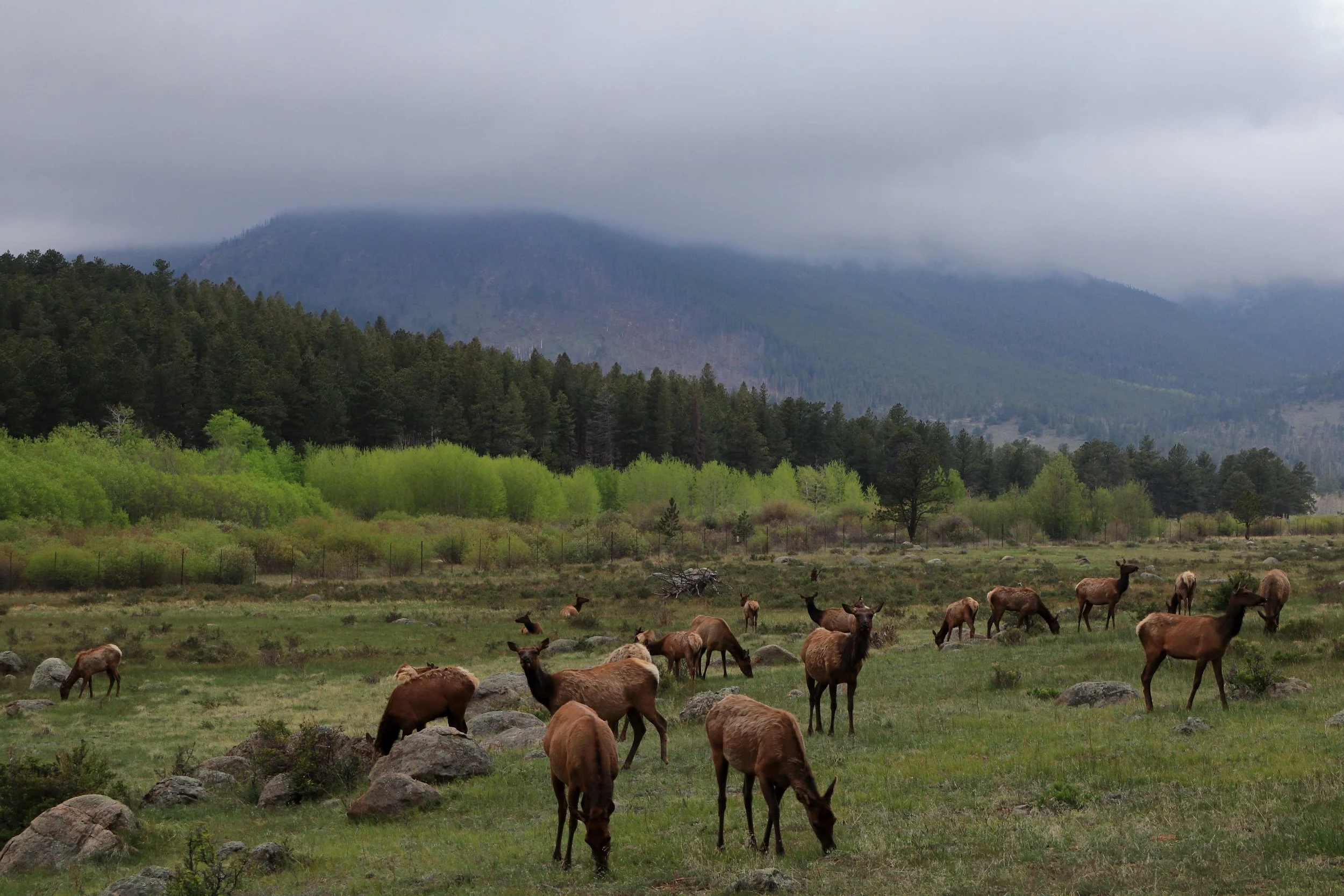 Photo ID: ELK-016