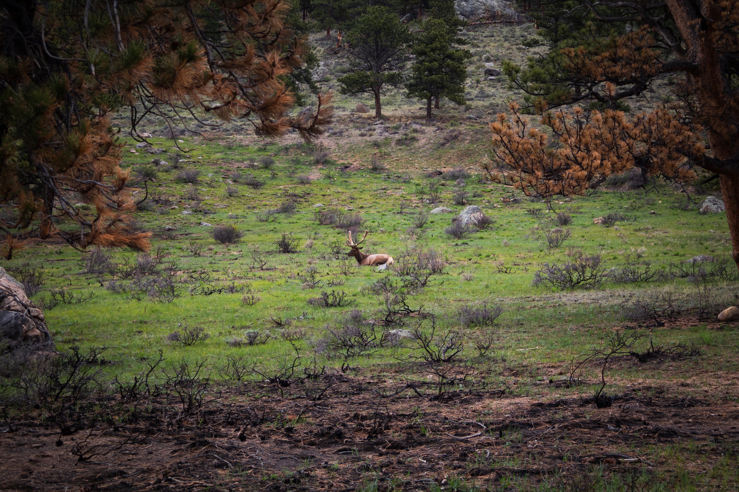 Photo ID: ELK-001