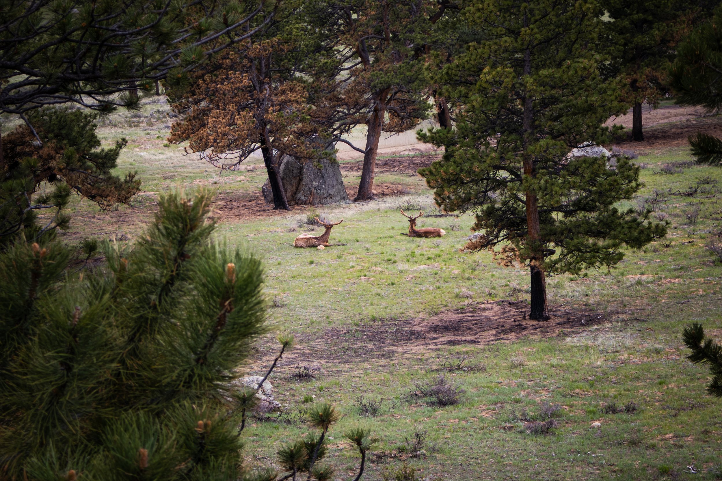 Photo ID: ELK-006