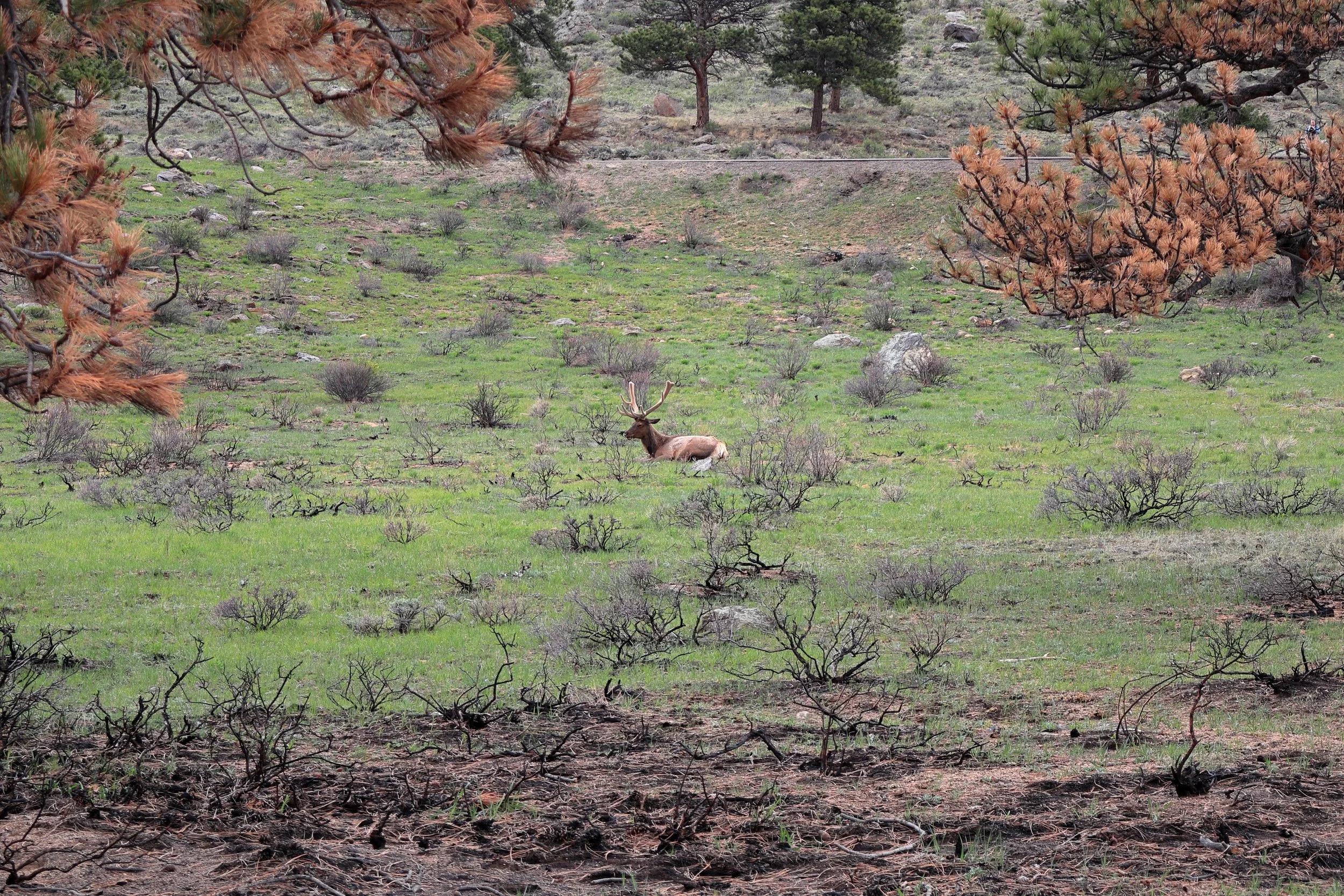 Photo ID: ELK-001