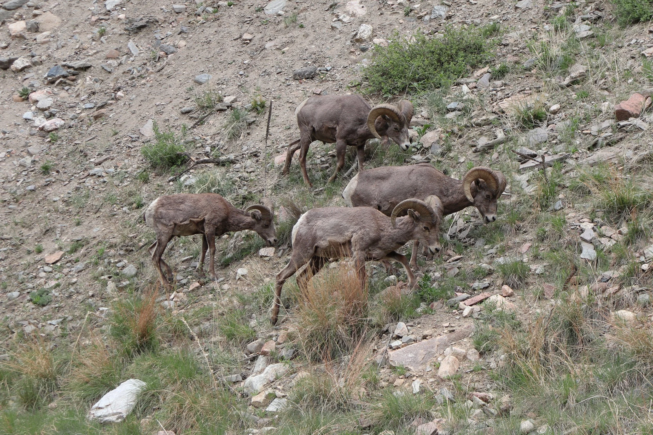 Bighorn Sheep (Rams)
