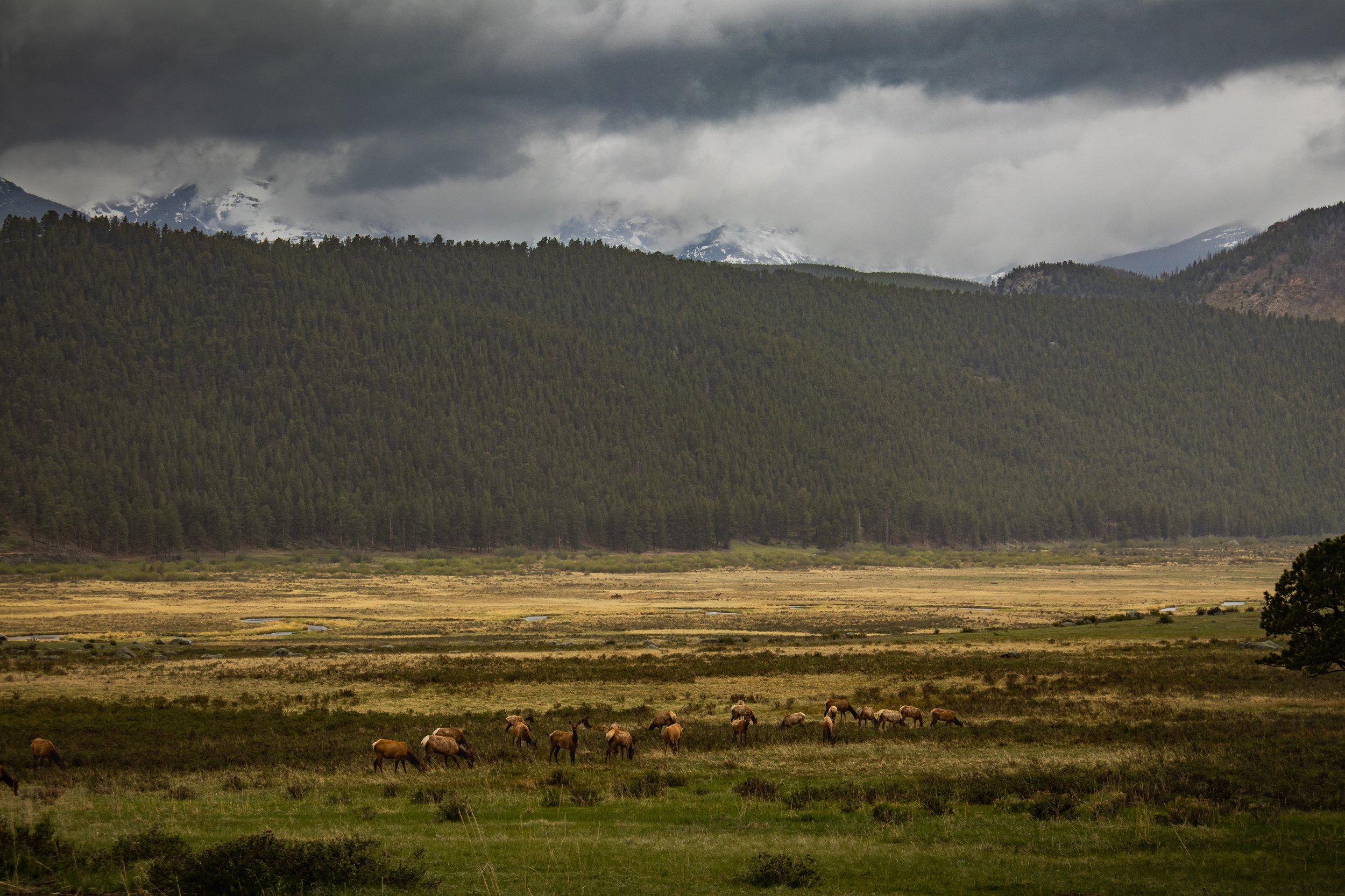 Photo ID: ELK-017