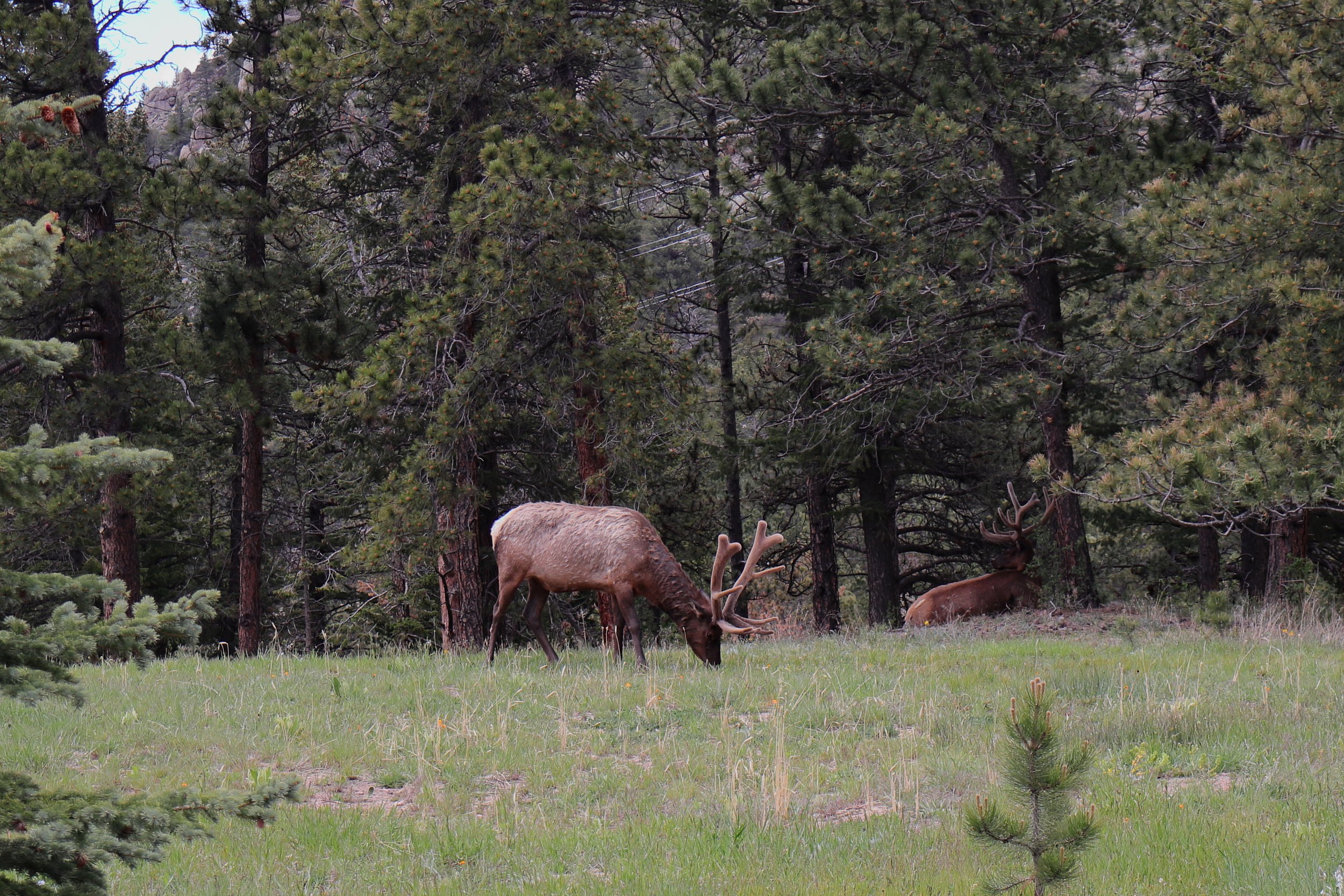 Photo ID: ELK-004