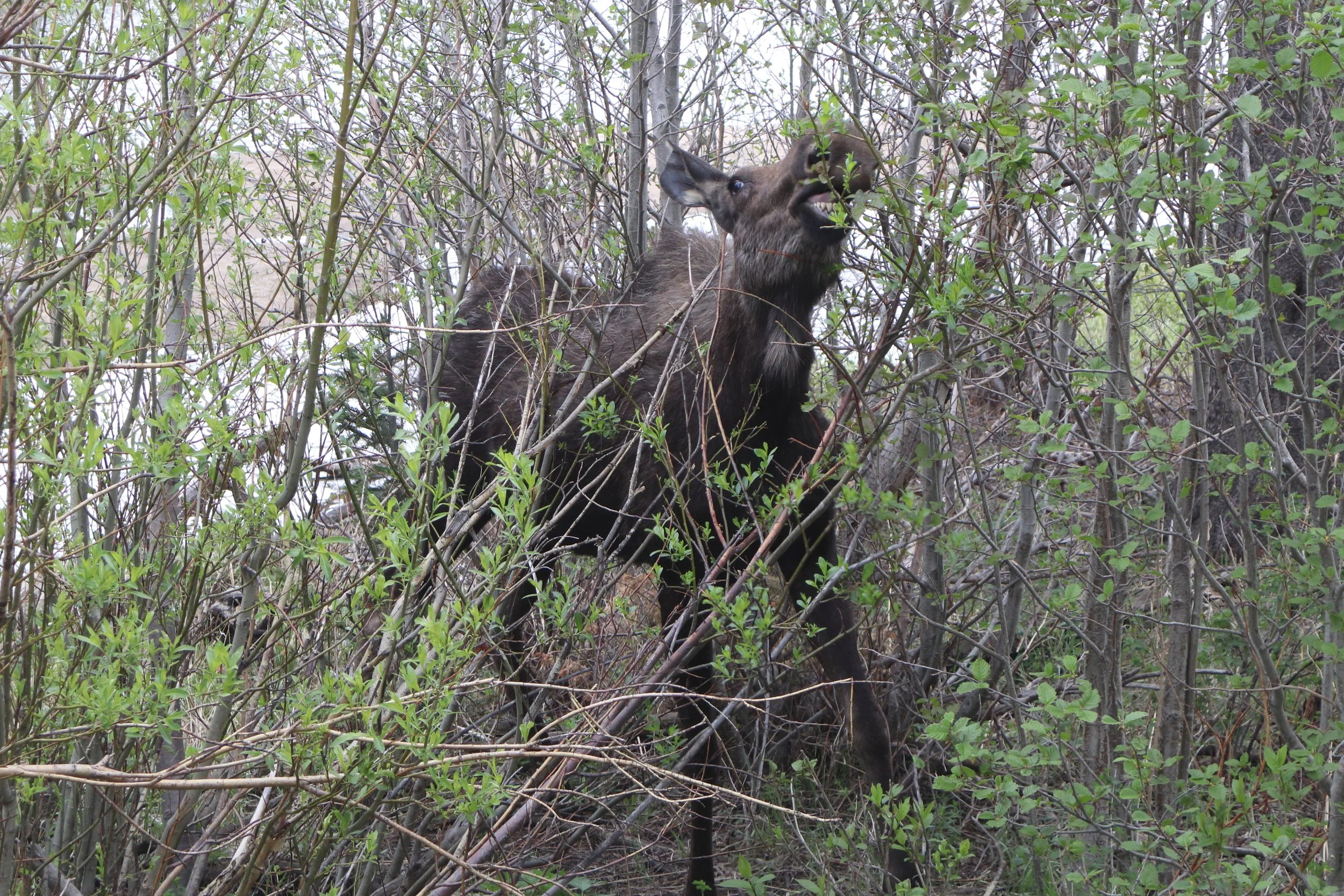 Moose