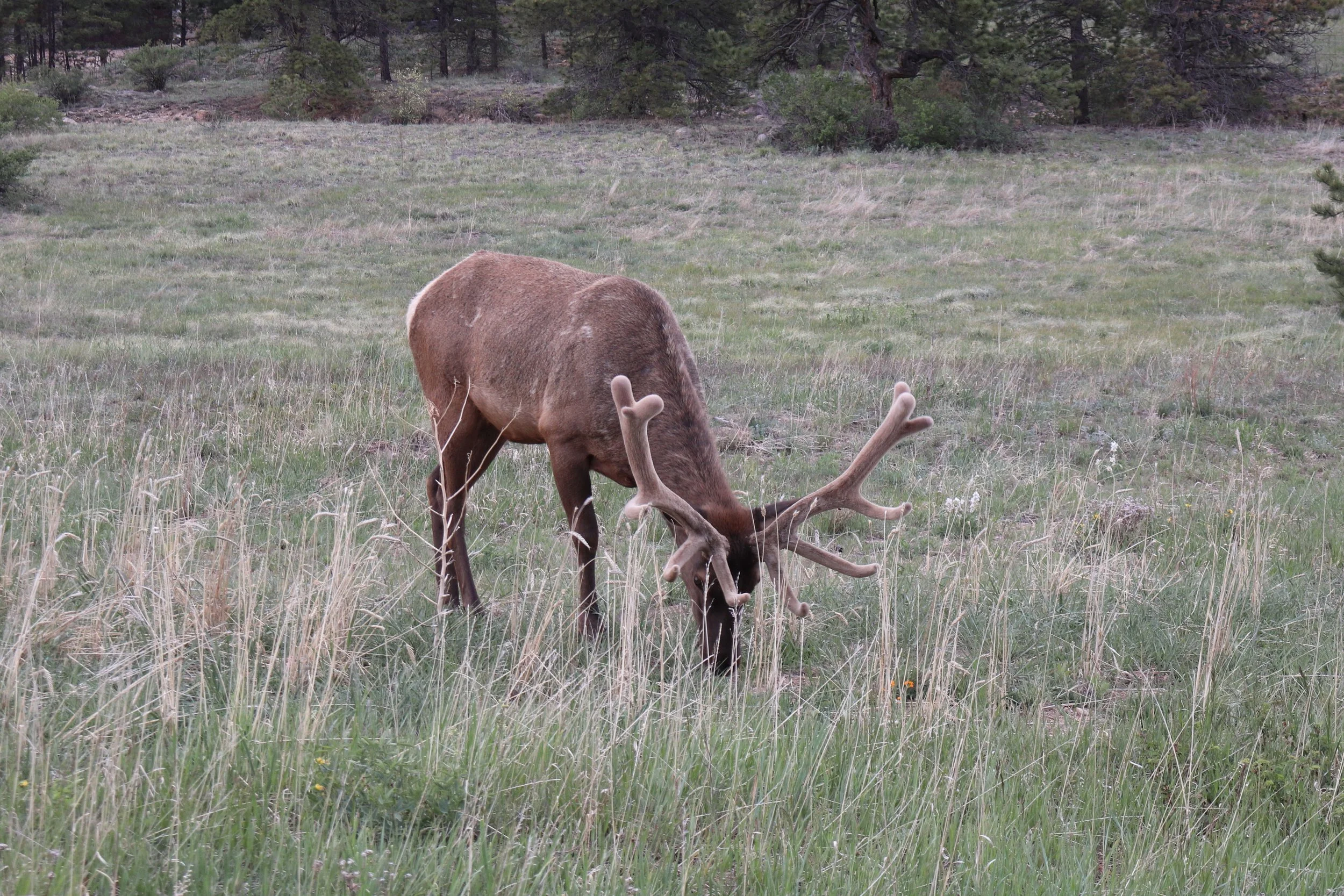 Photo ID: ELK-007
