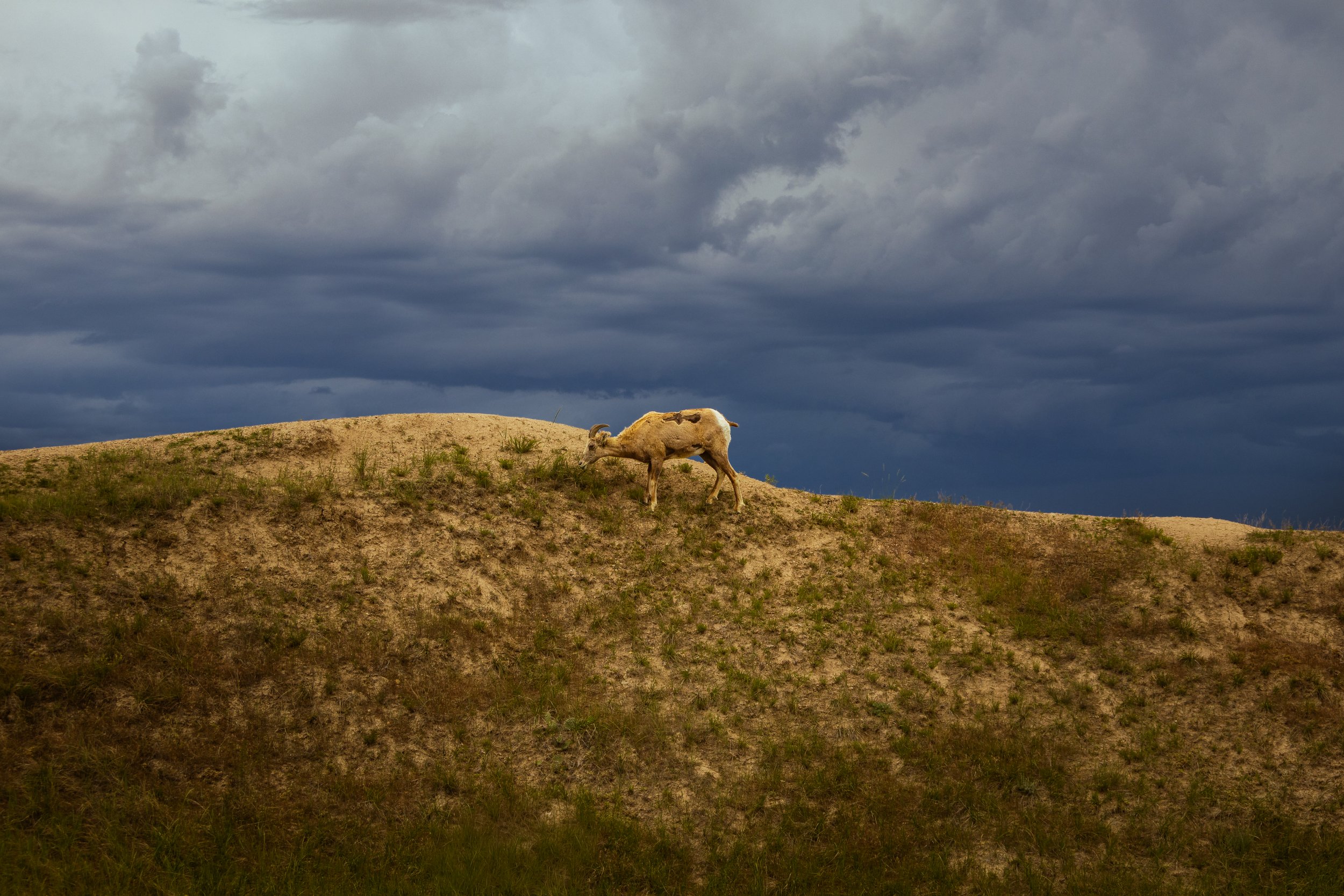 Photo ID: RAM-005