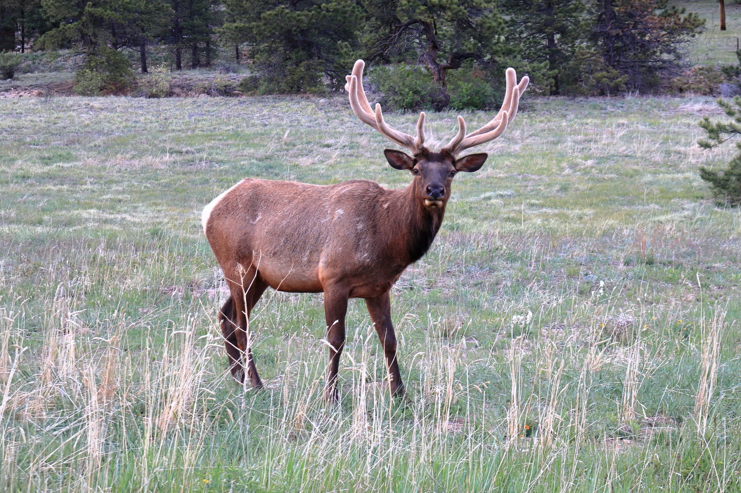 Photo ID: ELK-003