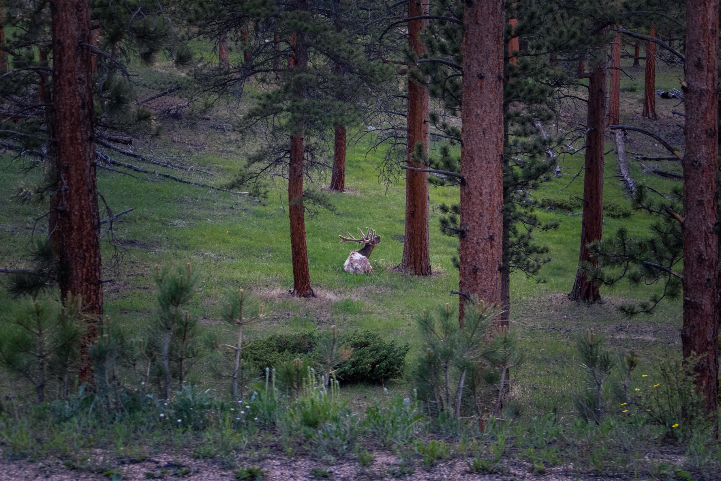 Photo ID: ELK-011