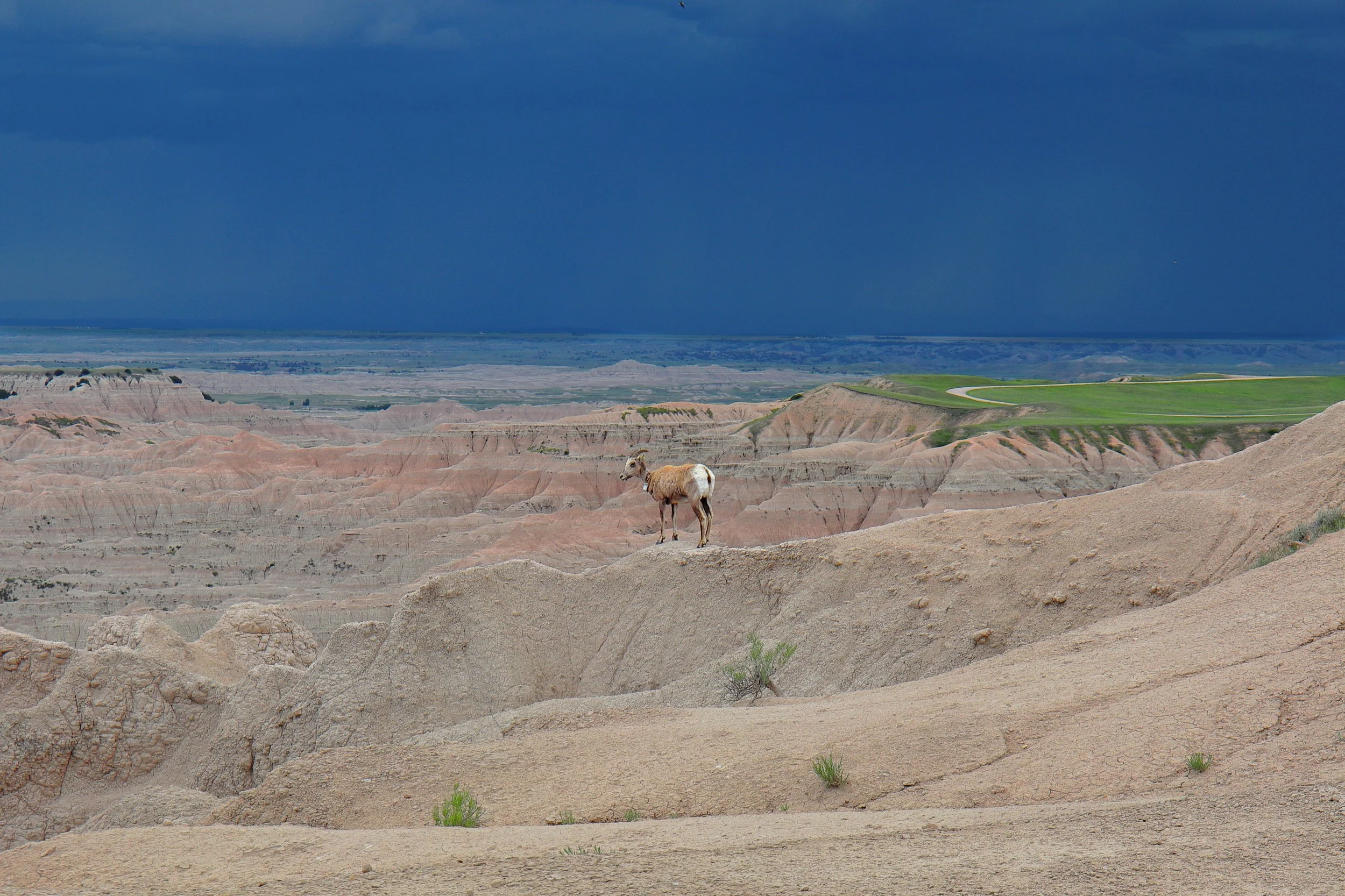 A goat standing on a rocky desert landscape with layered hills and distant green fields under a stormy blue sky.