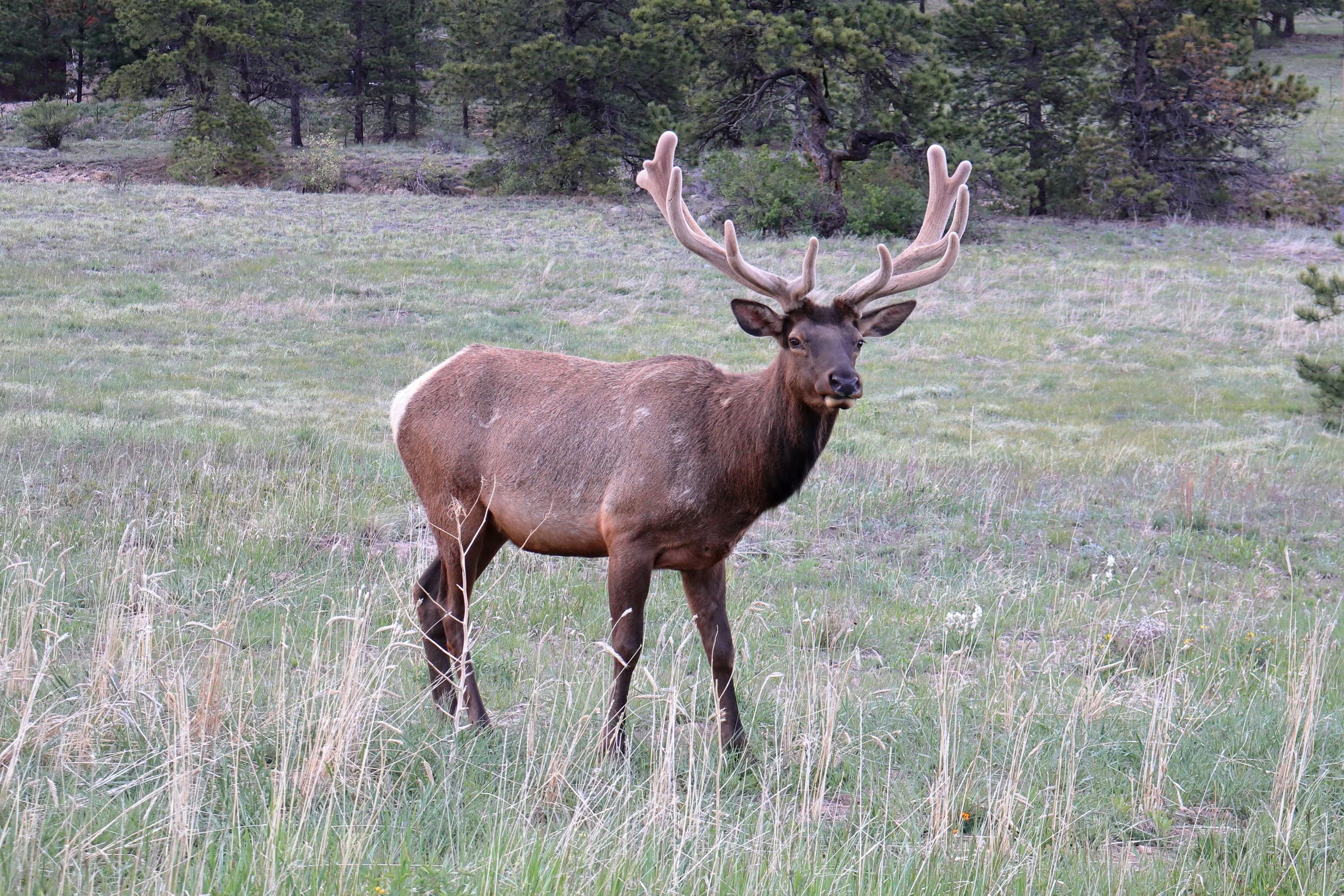 Photo ID: ELK-009