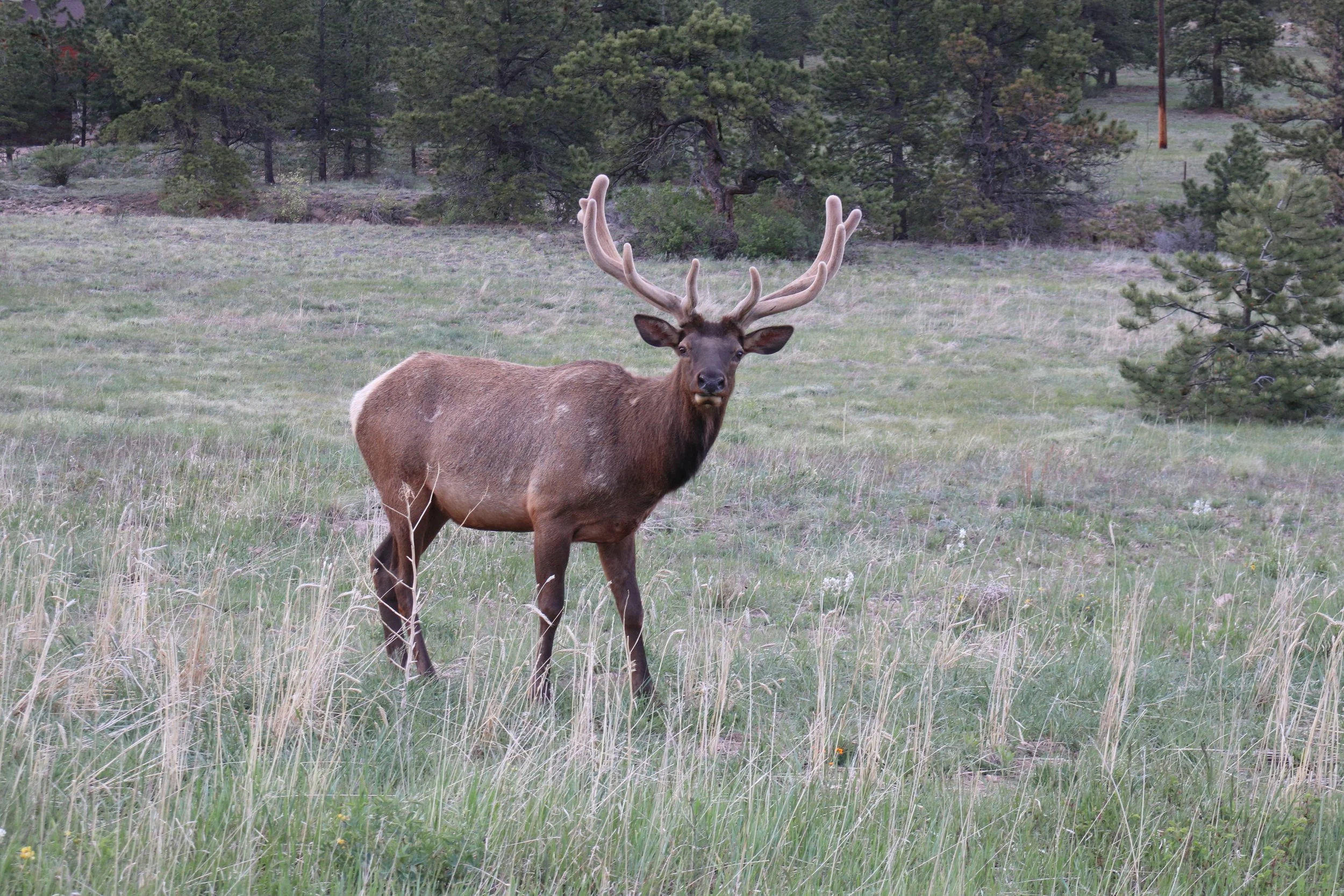 Elk